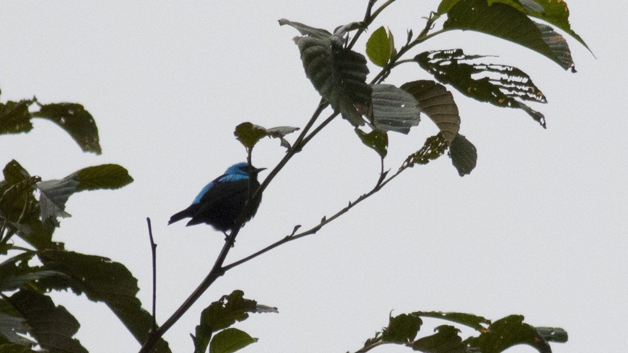 Scarlet-thighed Dacnis — Ana fotoğraf