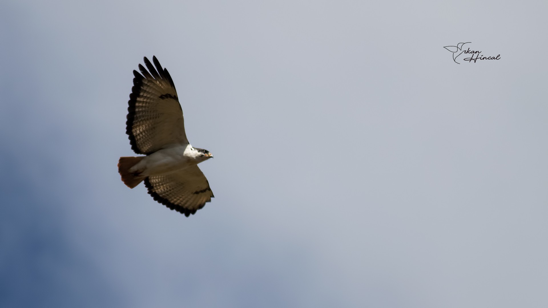 Augur Buzzard