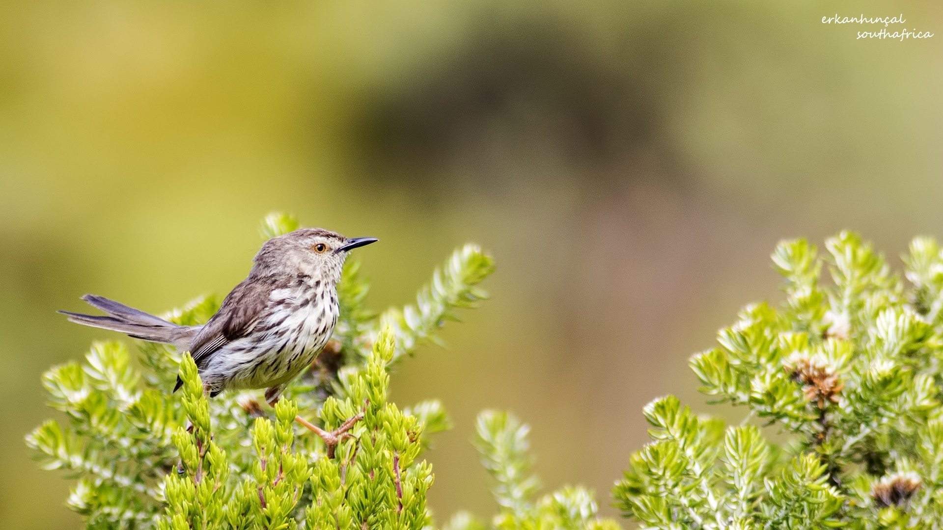 Karoo Prinia