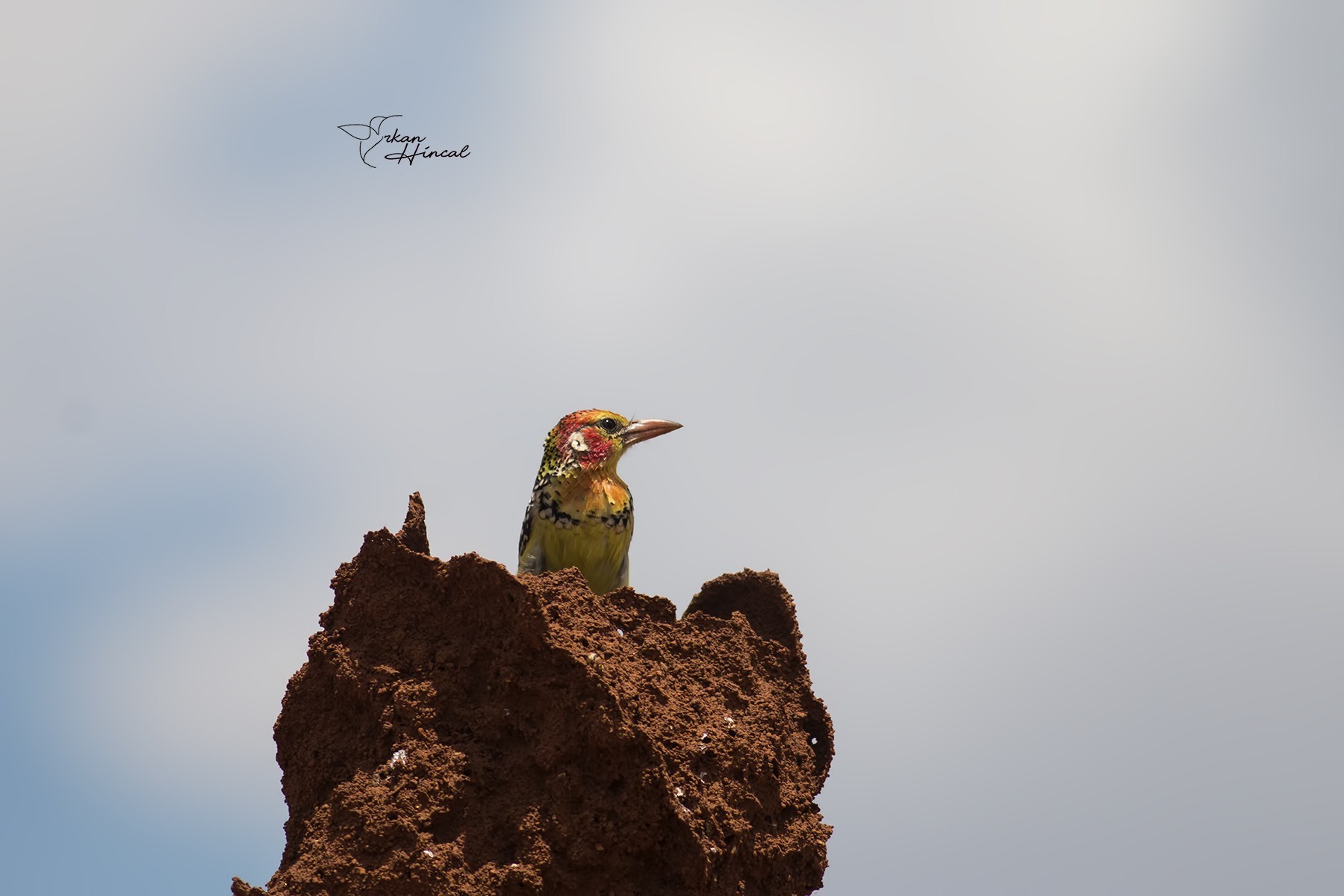 Red-and-yellow Barbet