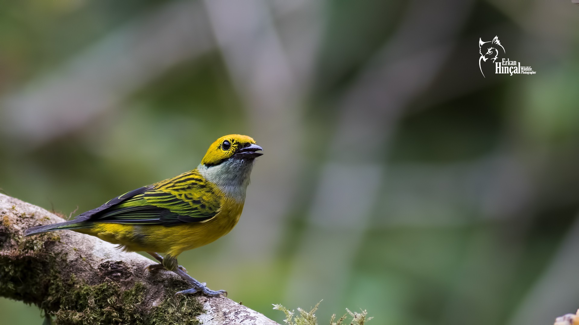 Silver-throated Tanager