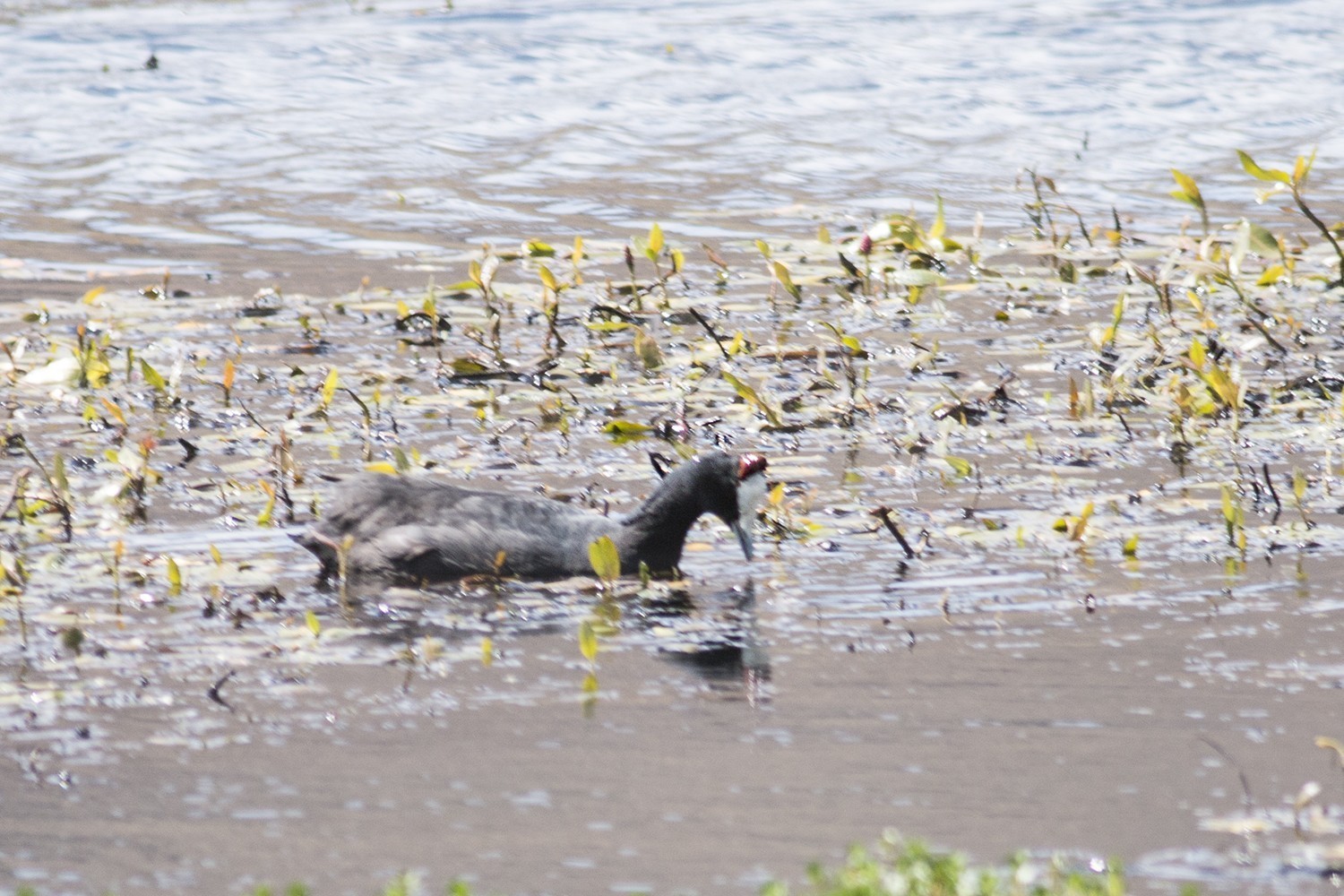 Red-knobbed Coot