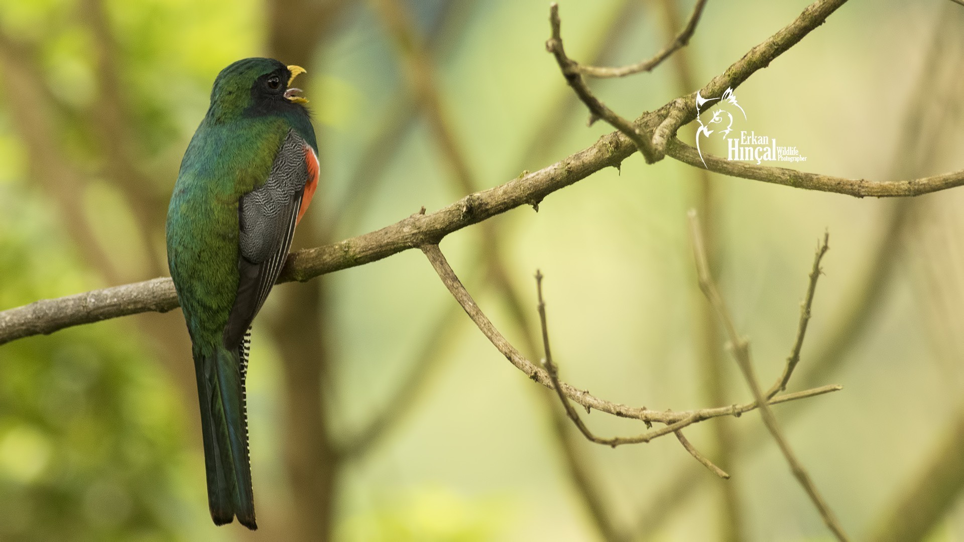 Collared Trogon — Ana fotoğraf