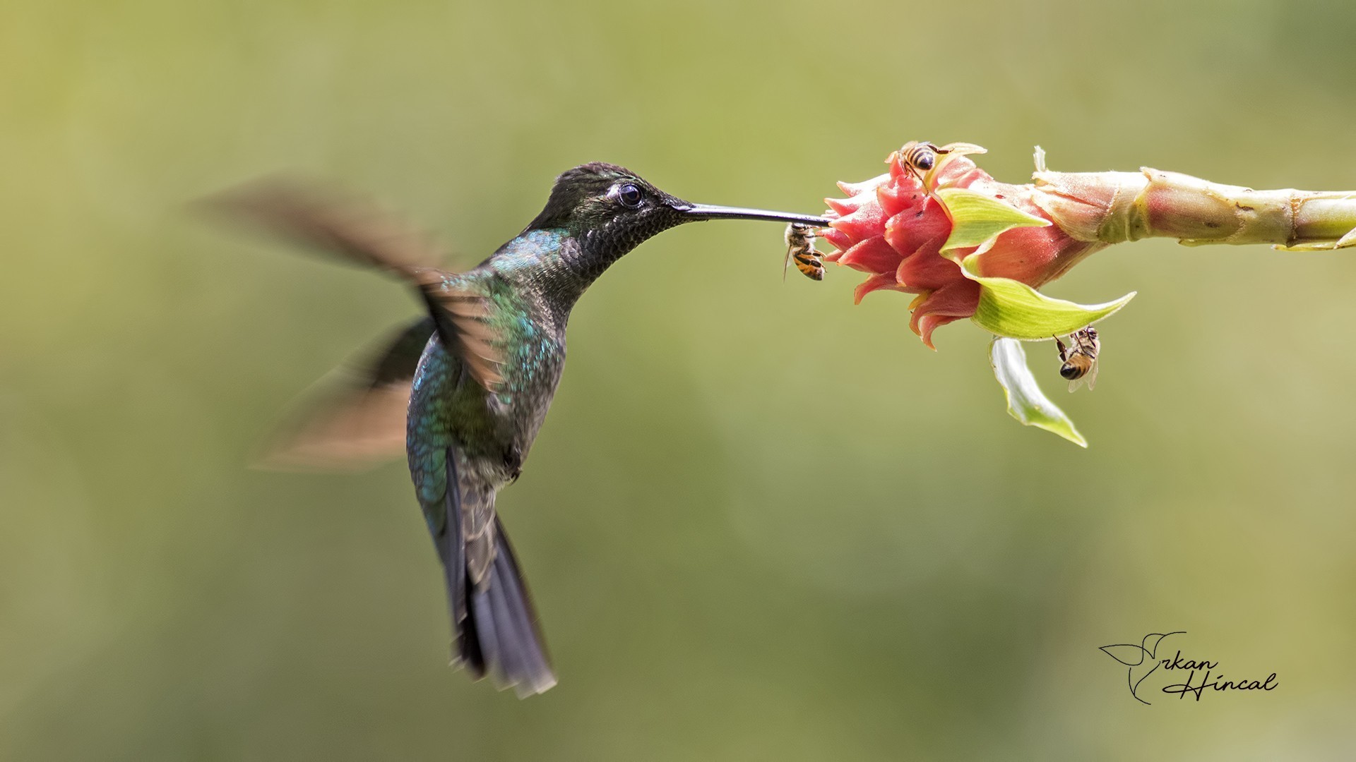 Magnificent Hummingbird — Ana fotoğraf