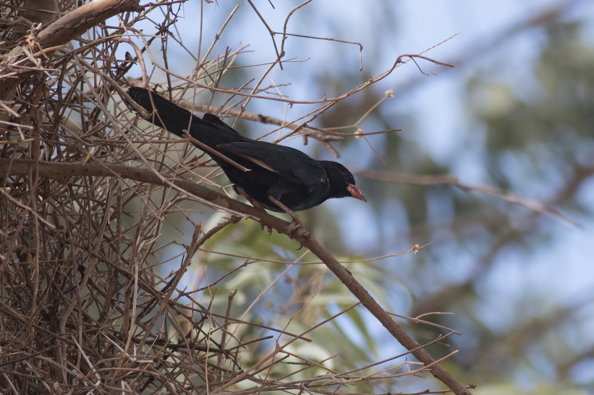 Red-billed Buffalo-weaver