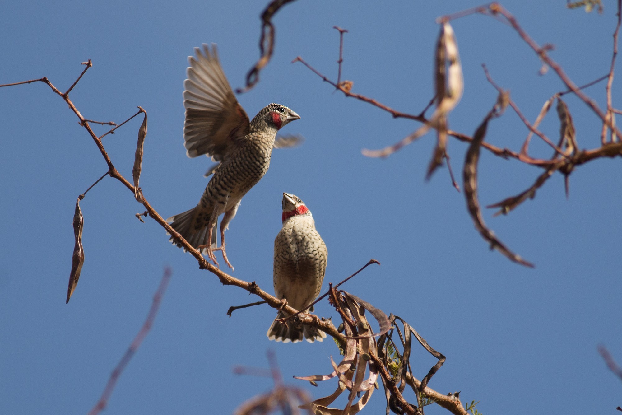 Cut-throat Finch