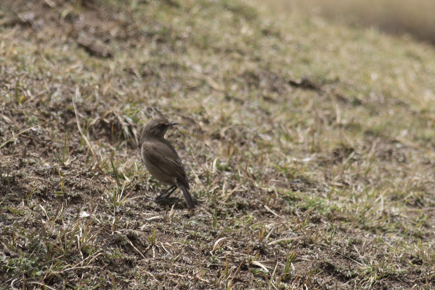 Moorland Chat — Ana fotoğraf