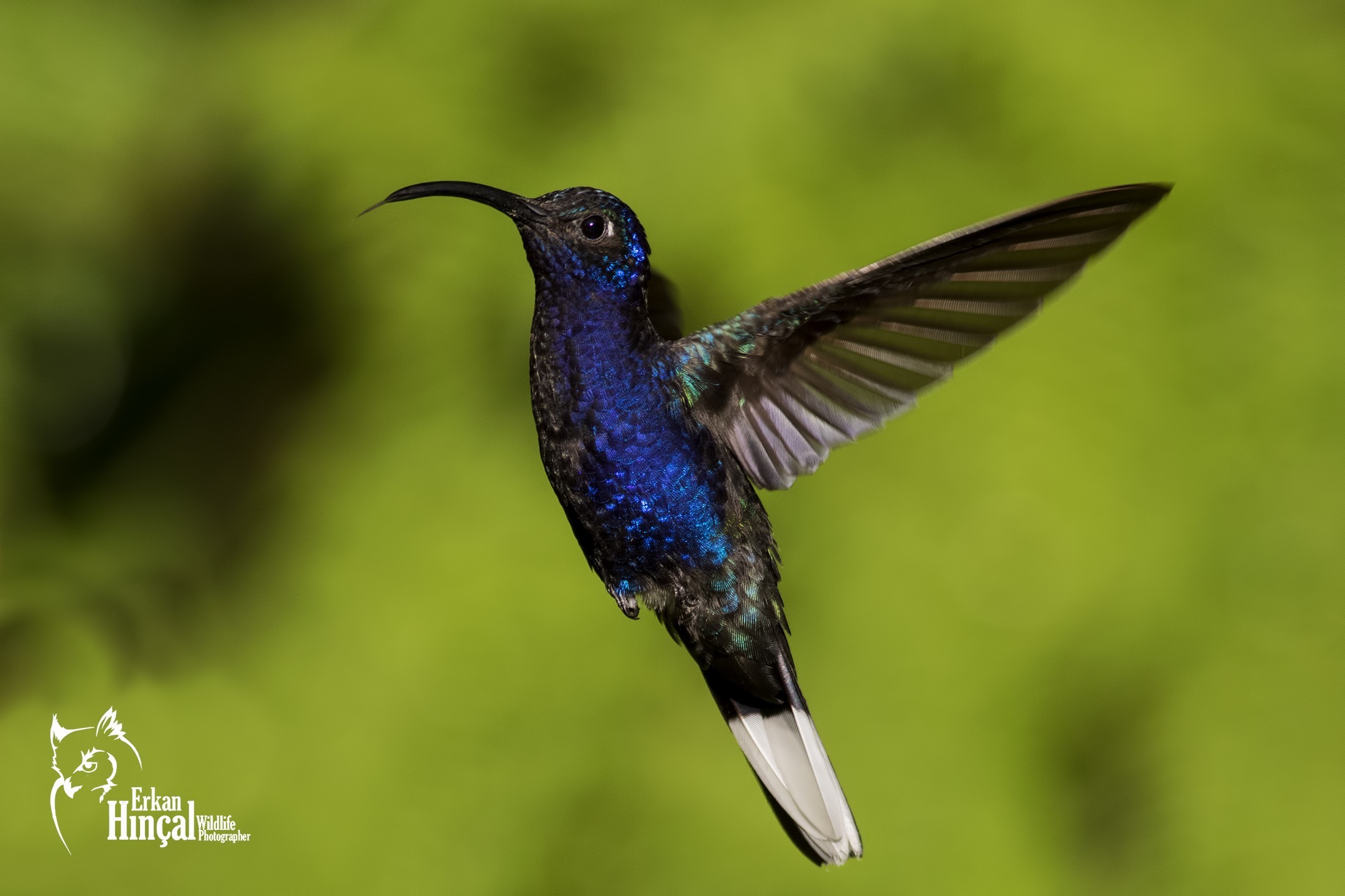 Violet Sabrewing