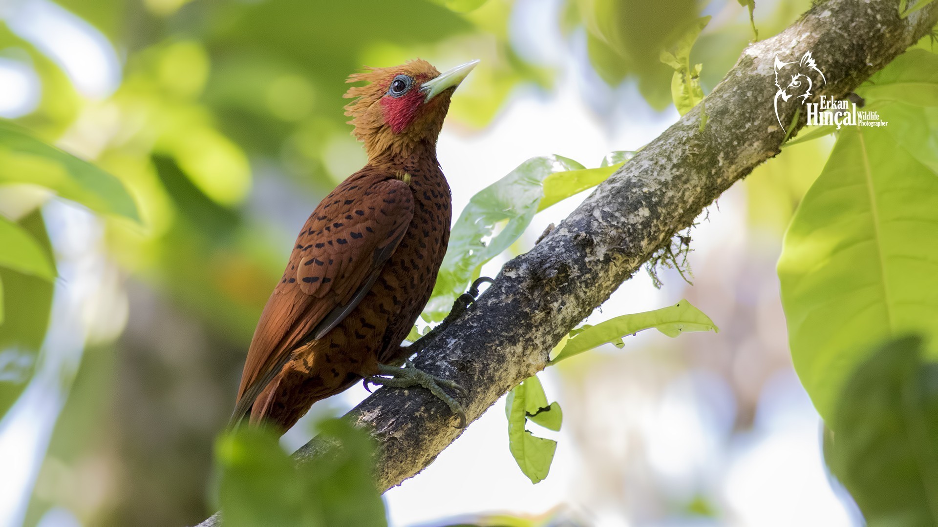 Chestnut-colored Woodpecker — Ana fotoğraf