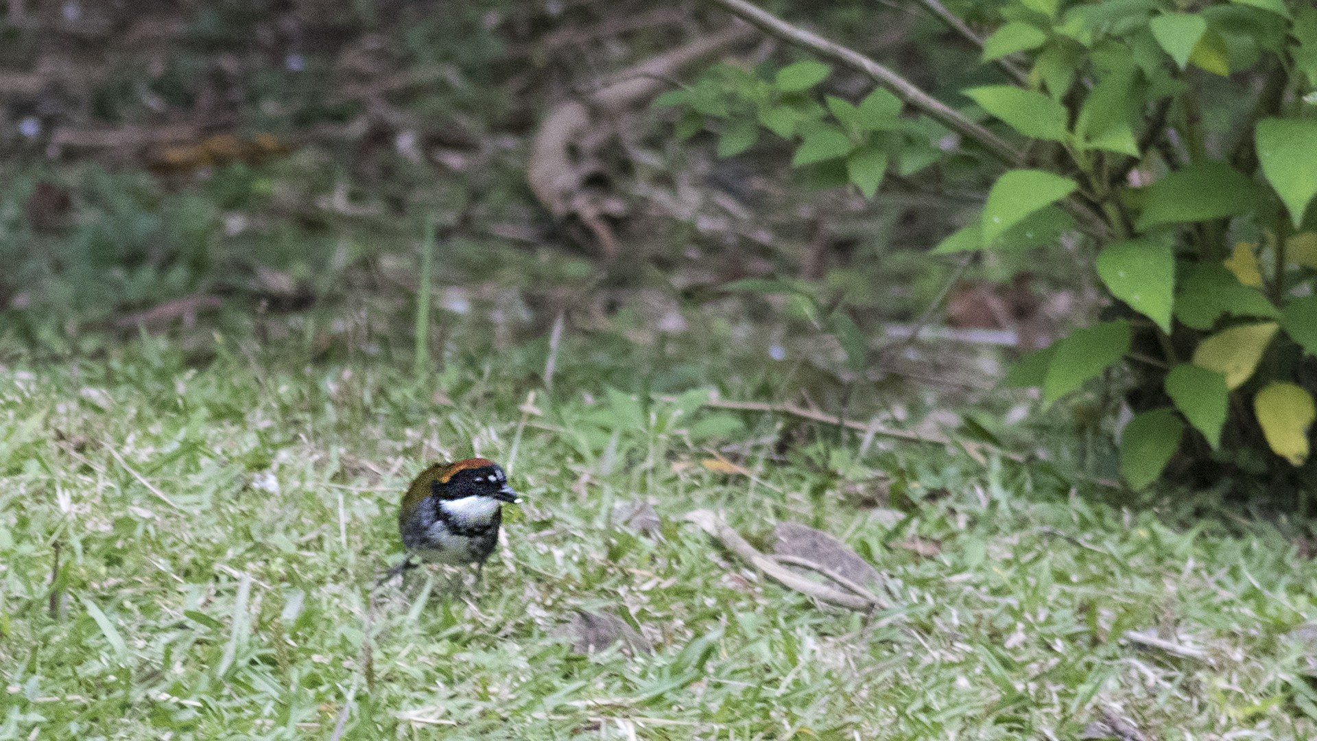 Chestnut-capped Brush-finch — Ana fotoğraf
