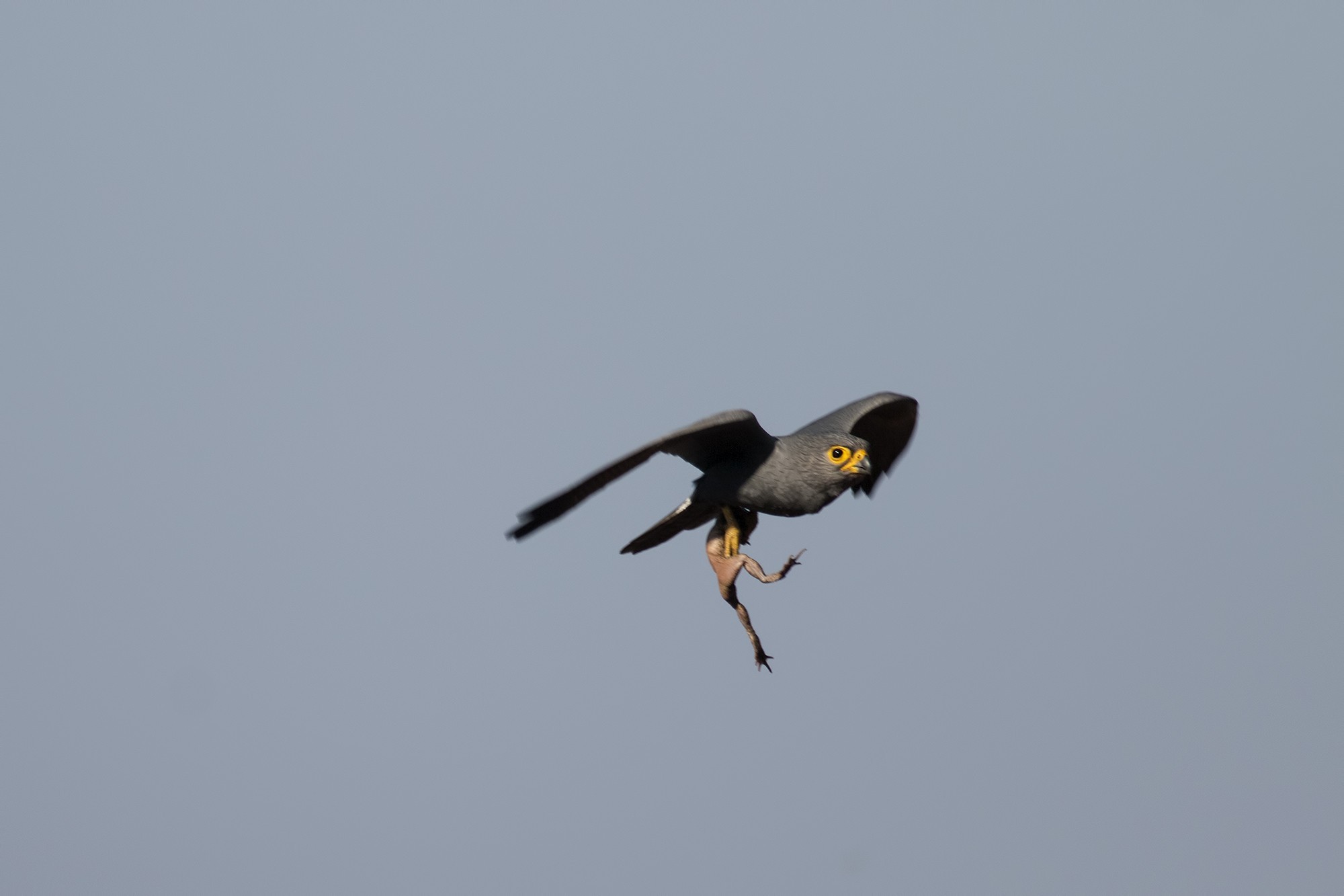 Grey Kestrel