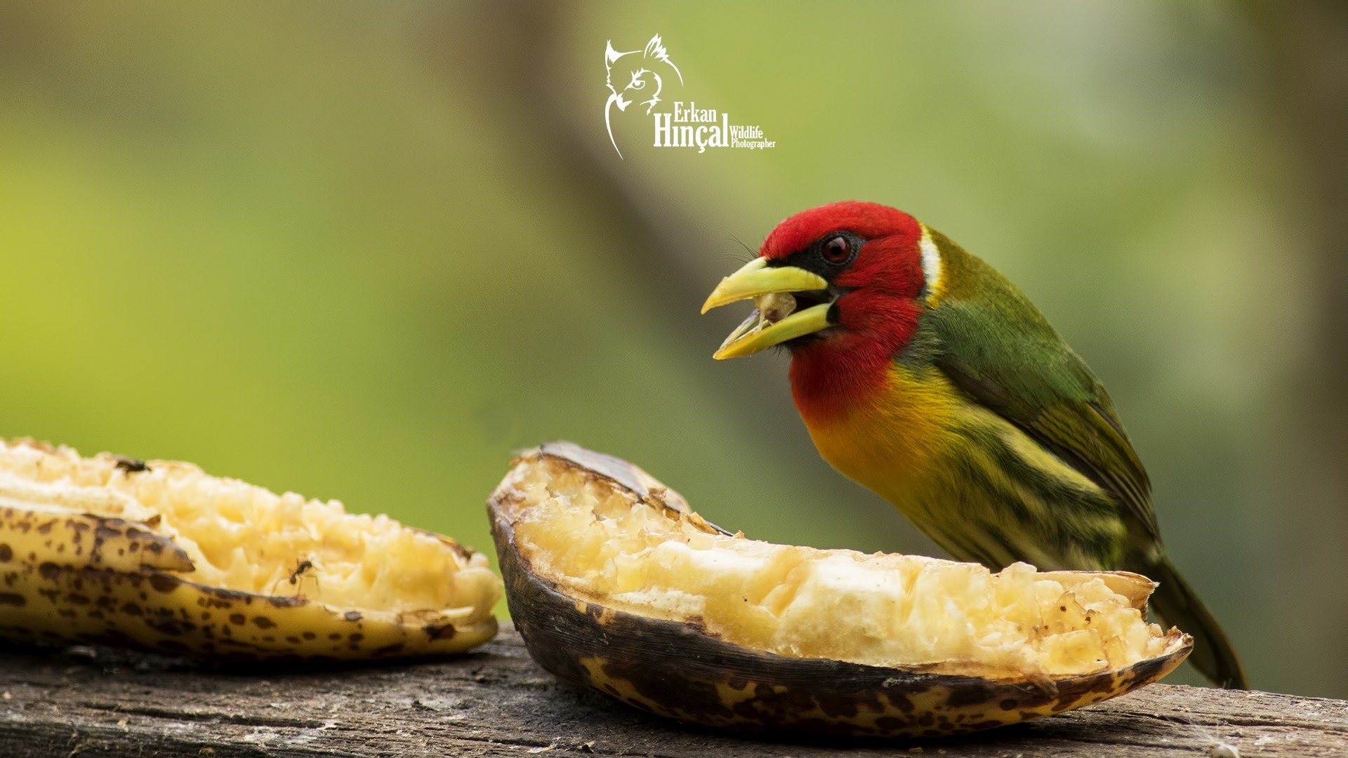 Red-headed Barbet