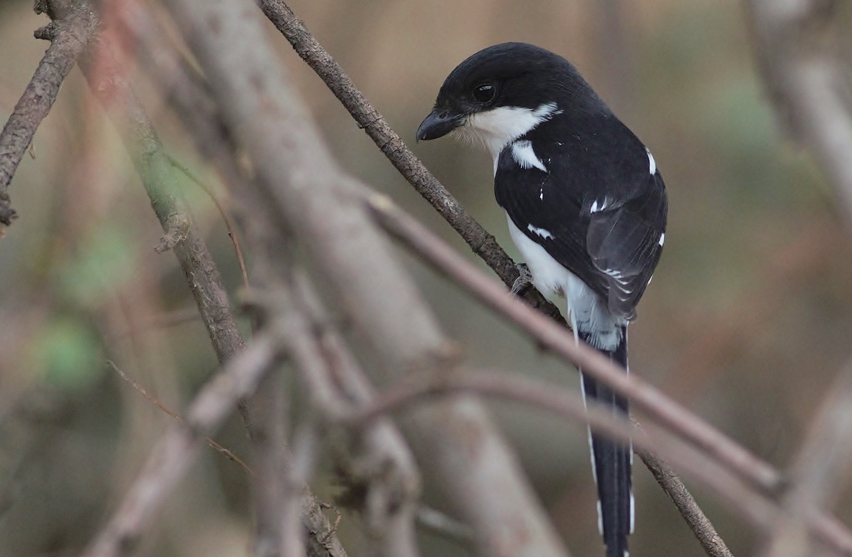 Common Fiscal