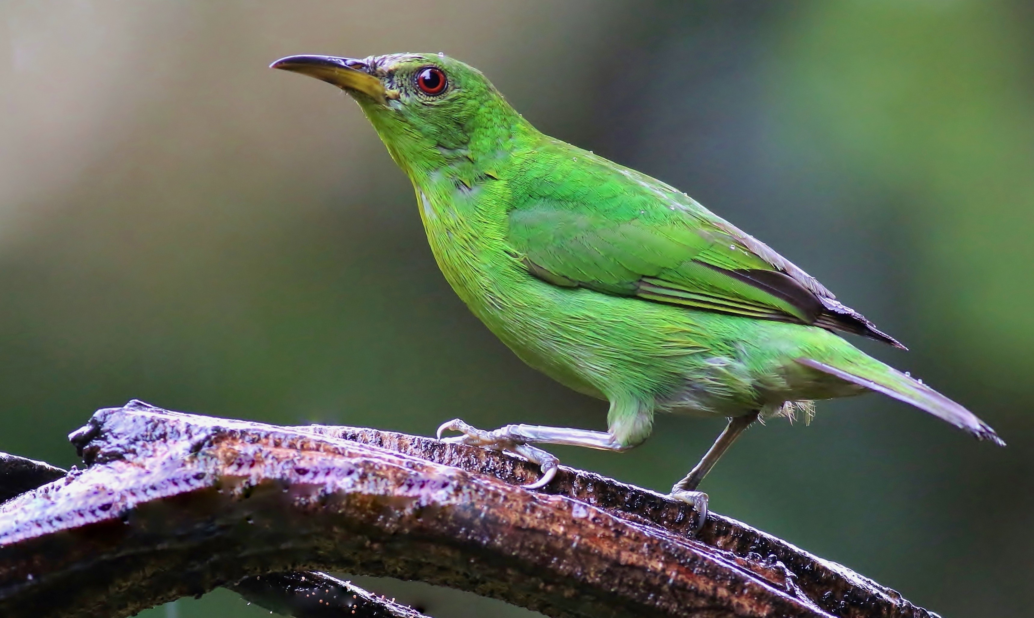 Green Honeycreeper