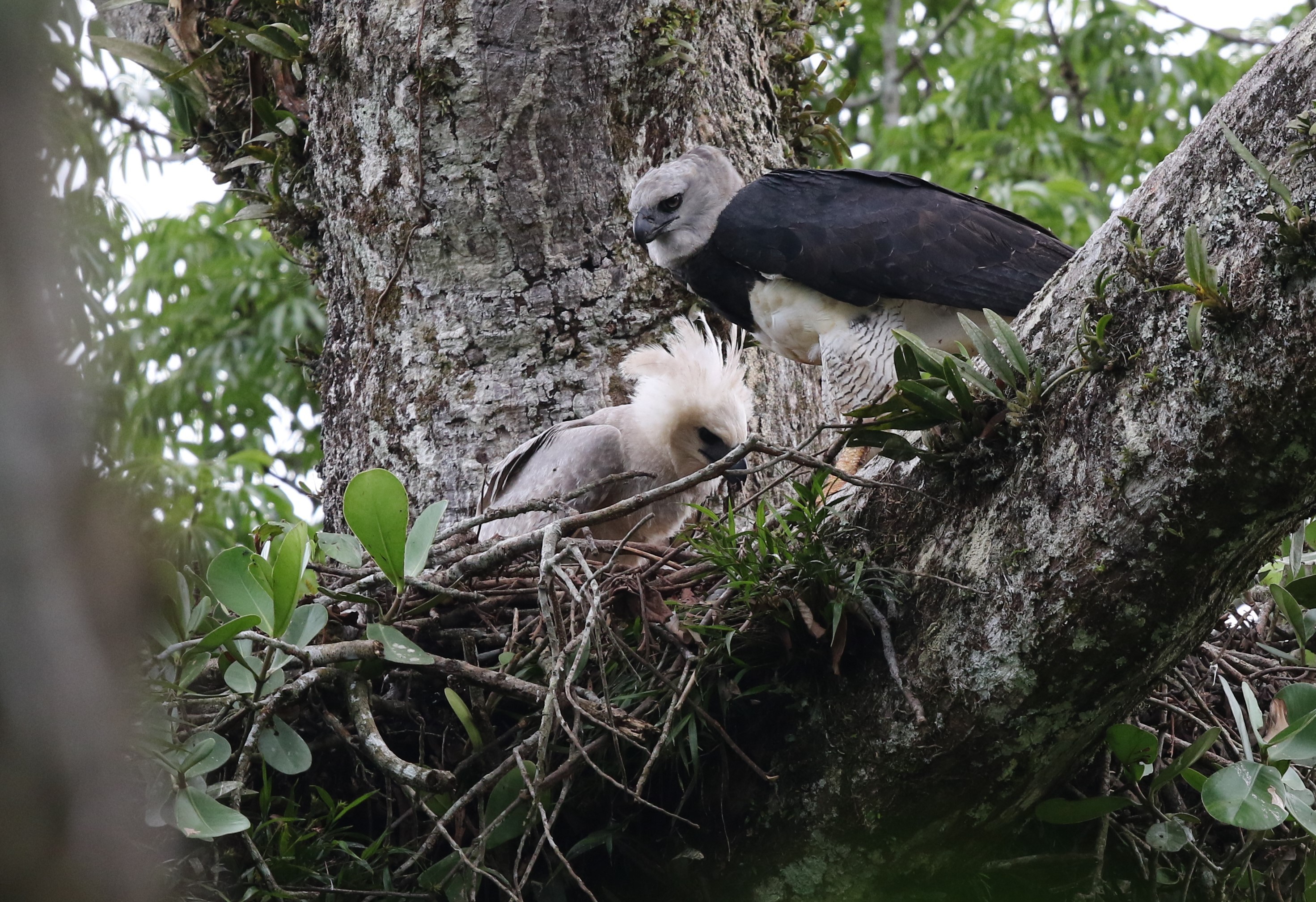 Harpy Eagle