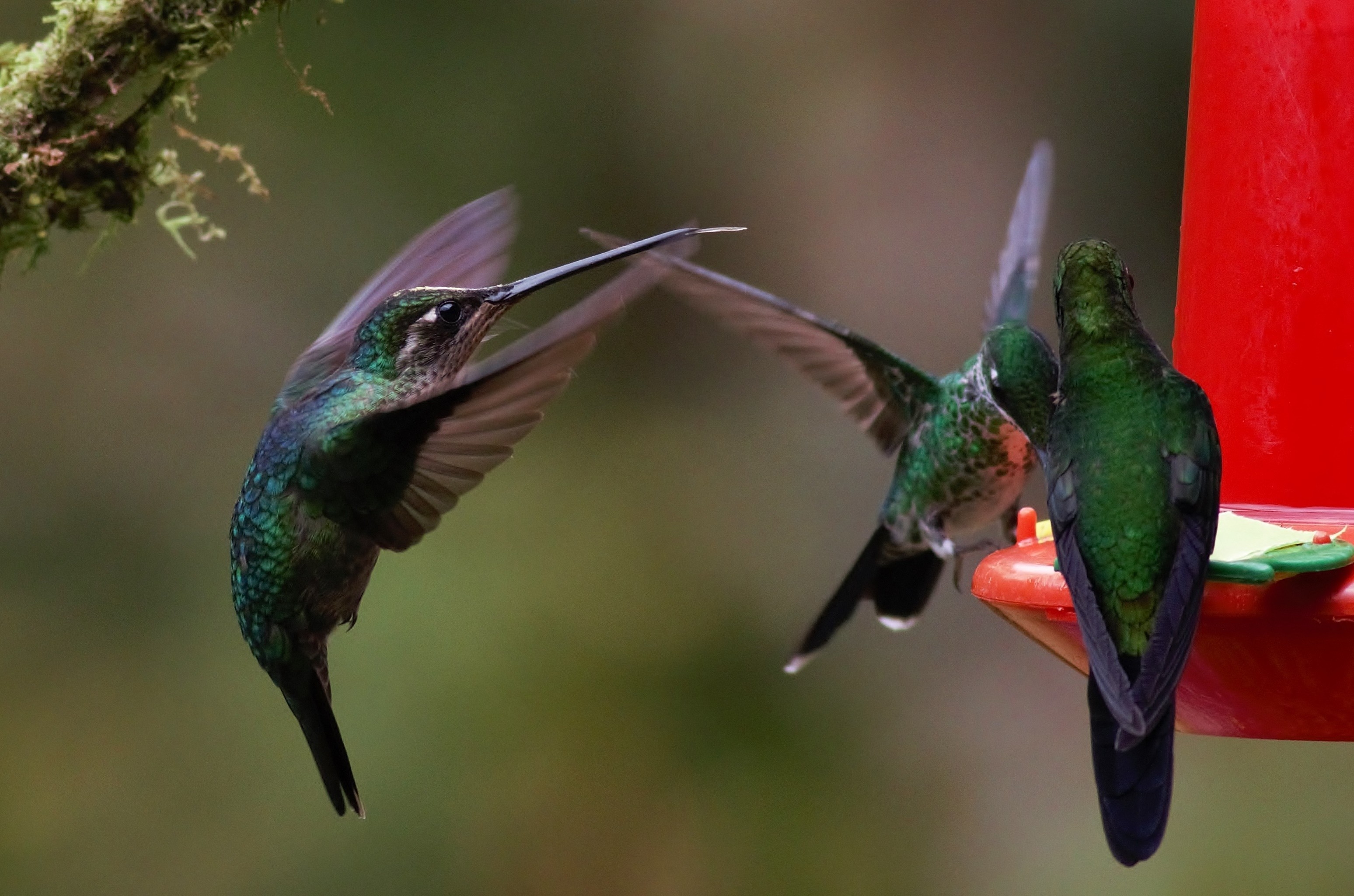 Magnificent Hummingbird — Ana fotoğraf