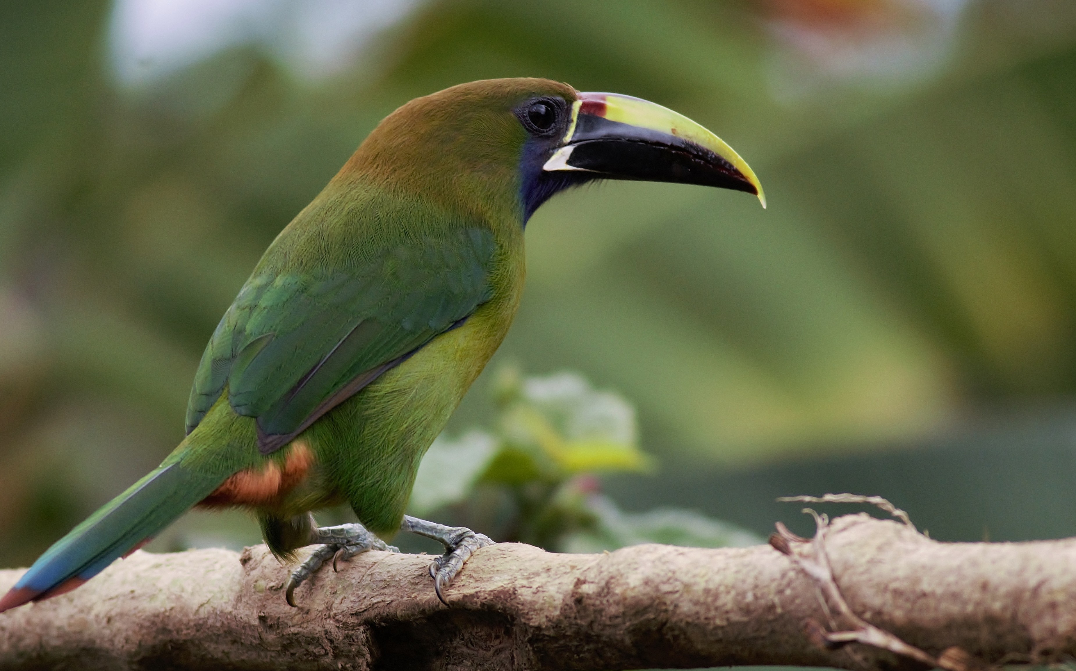 Emerald Toucanet — Ana fotoğraf
