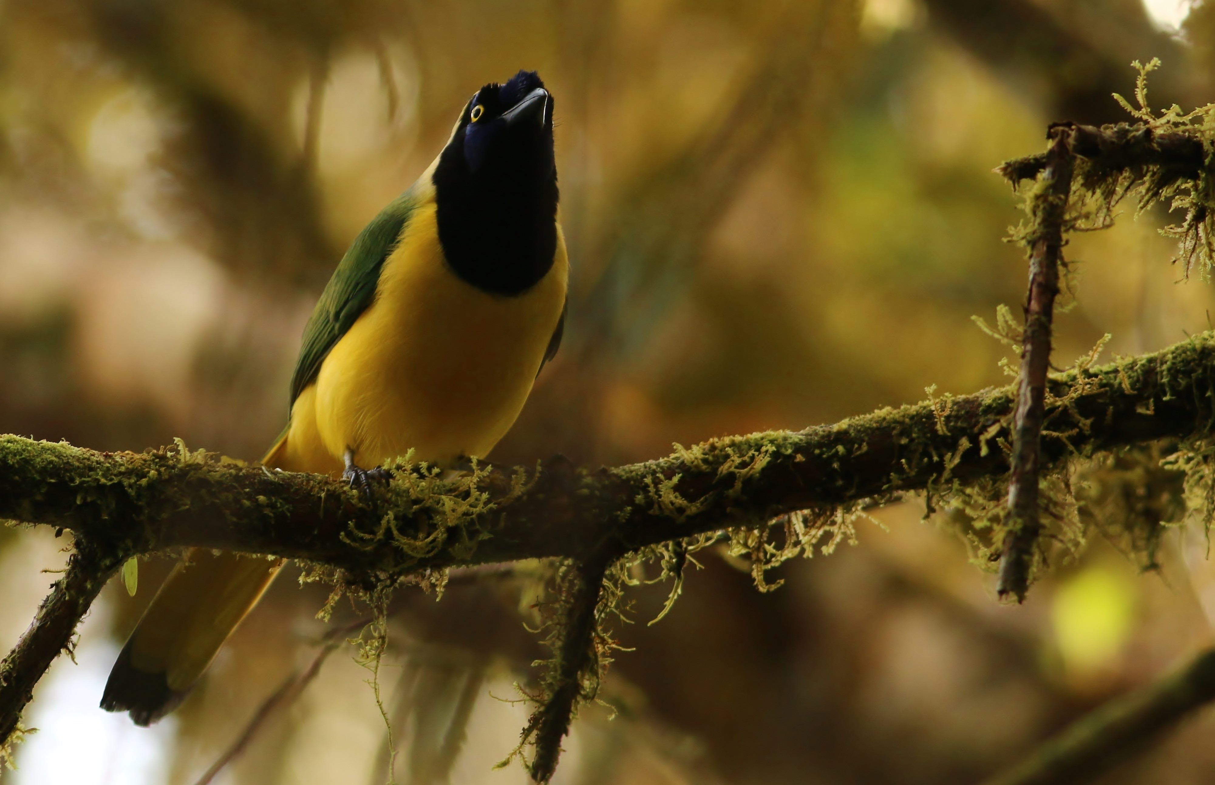 Green Jay