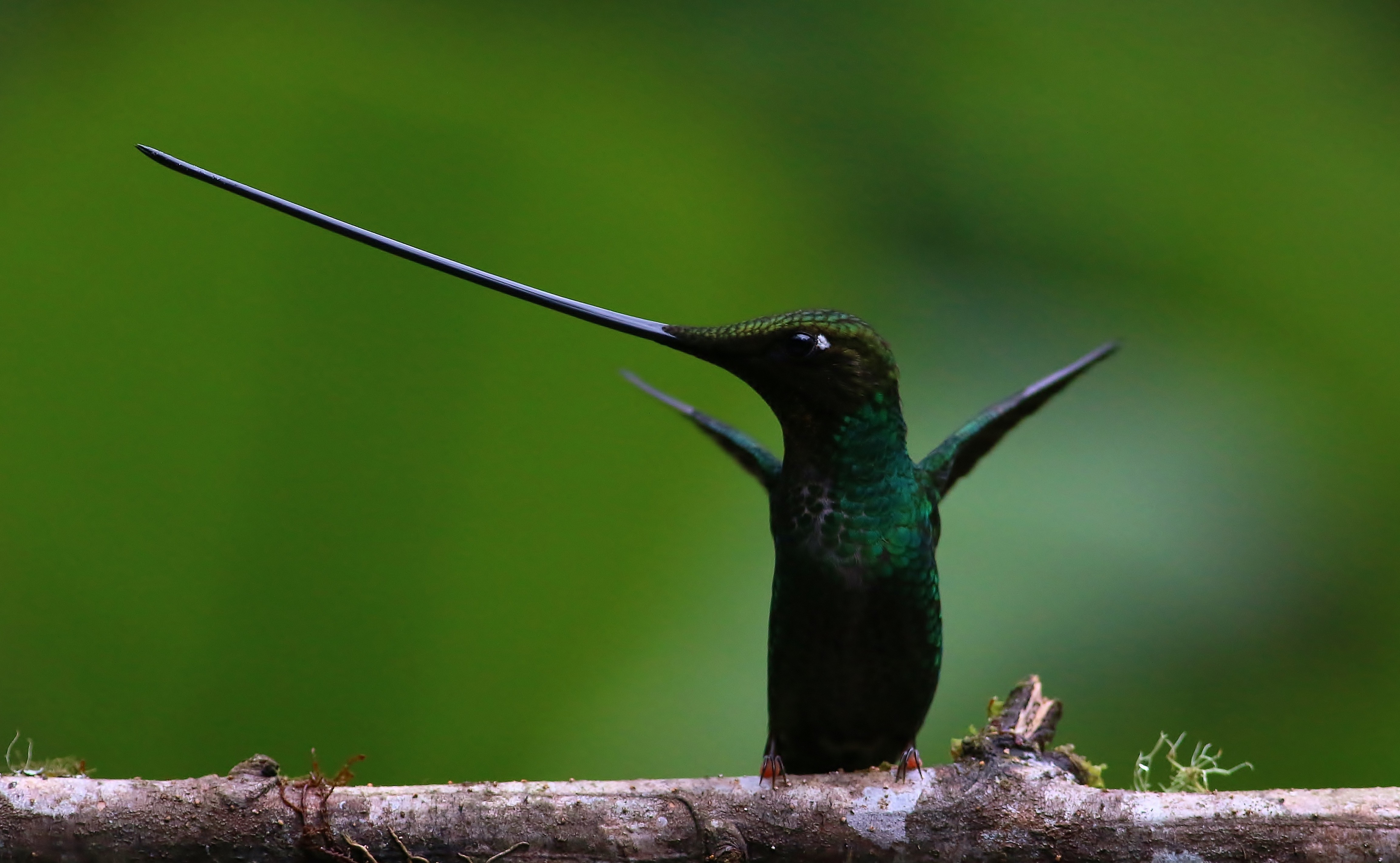Sword-billed Hummingbird — Ana fotoğraf
