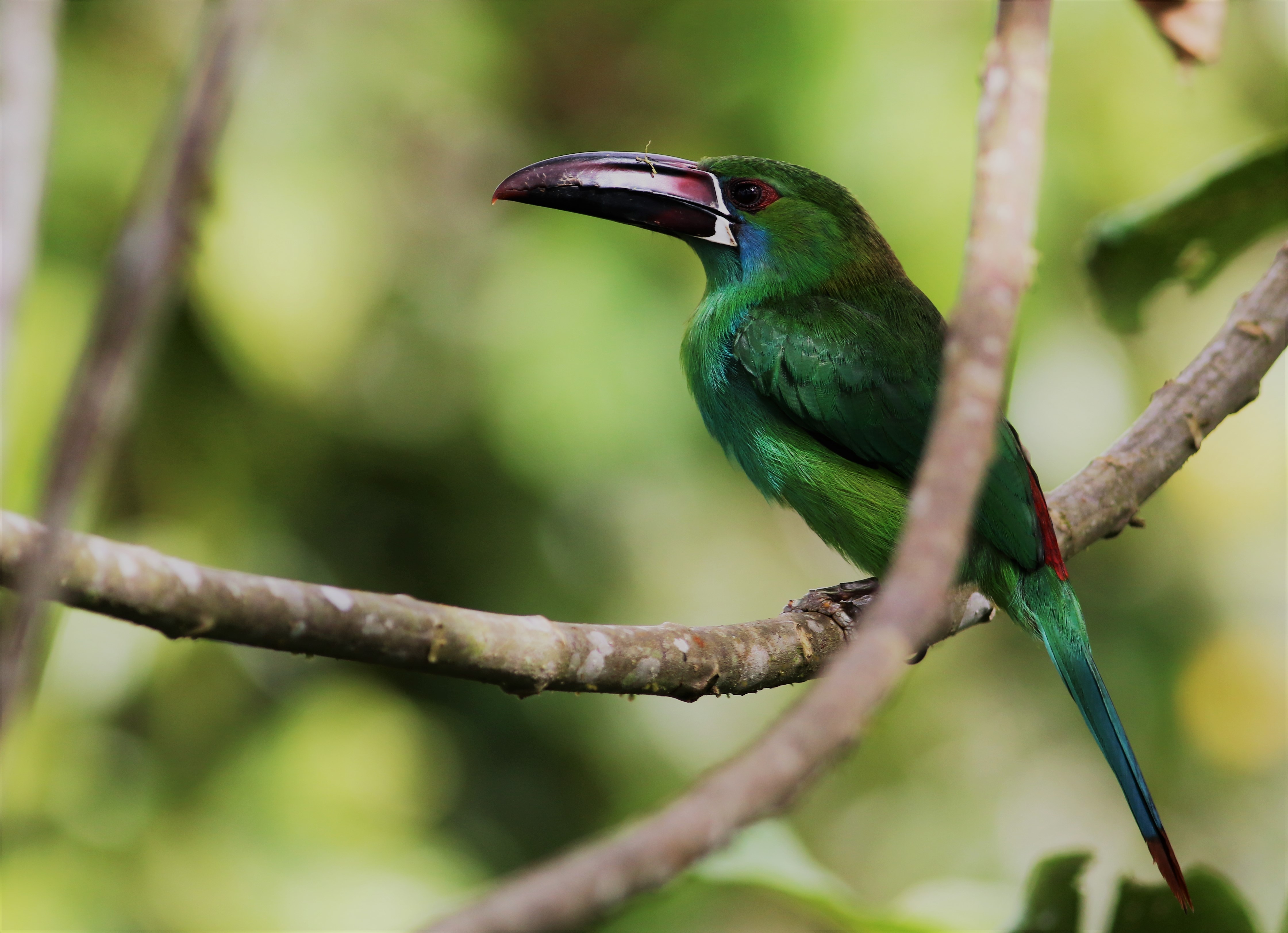 Crimson-rumped Toucanet — Ana fotoğraf