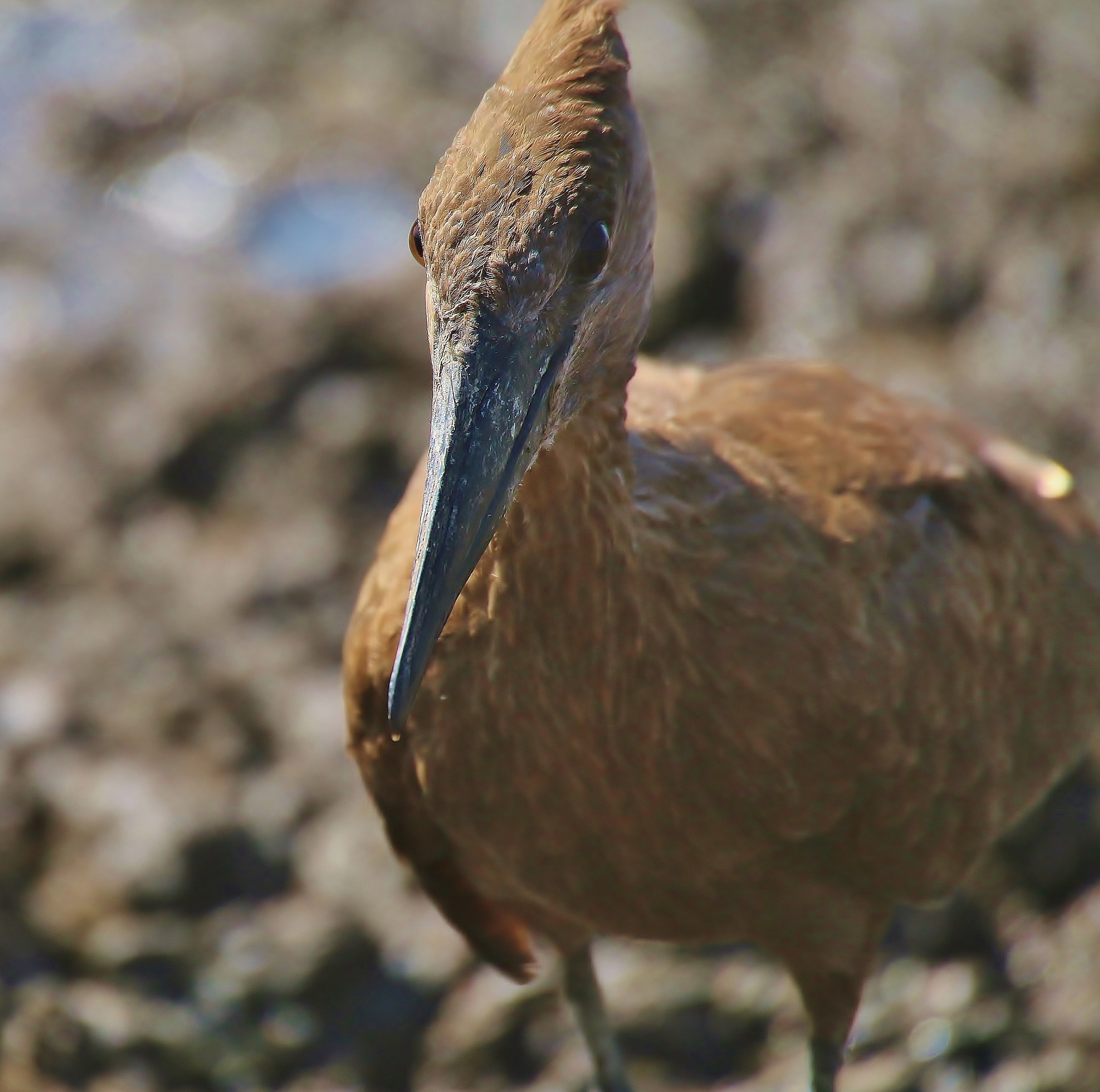 Hamerkop