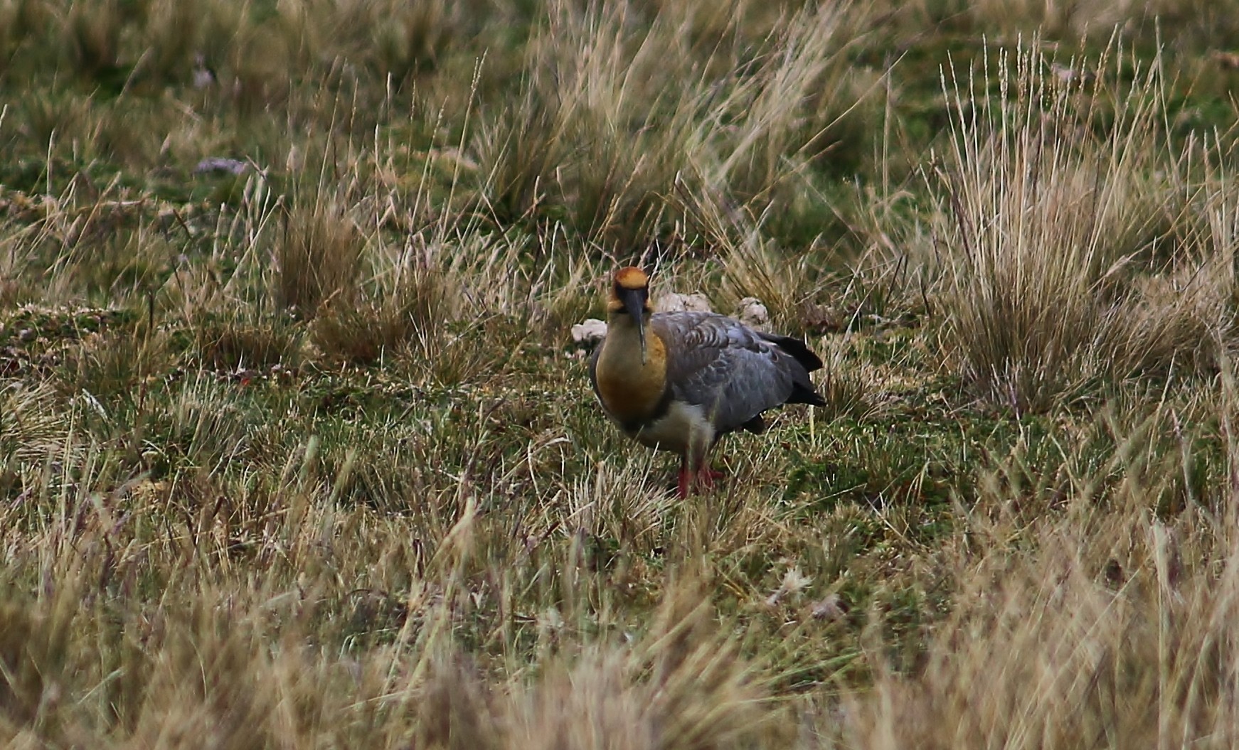 Andean Ibis