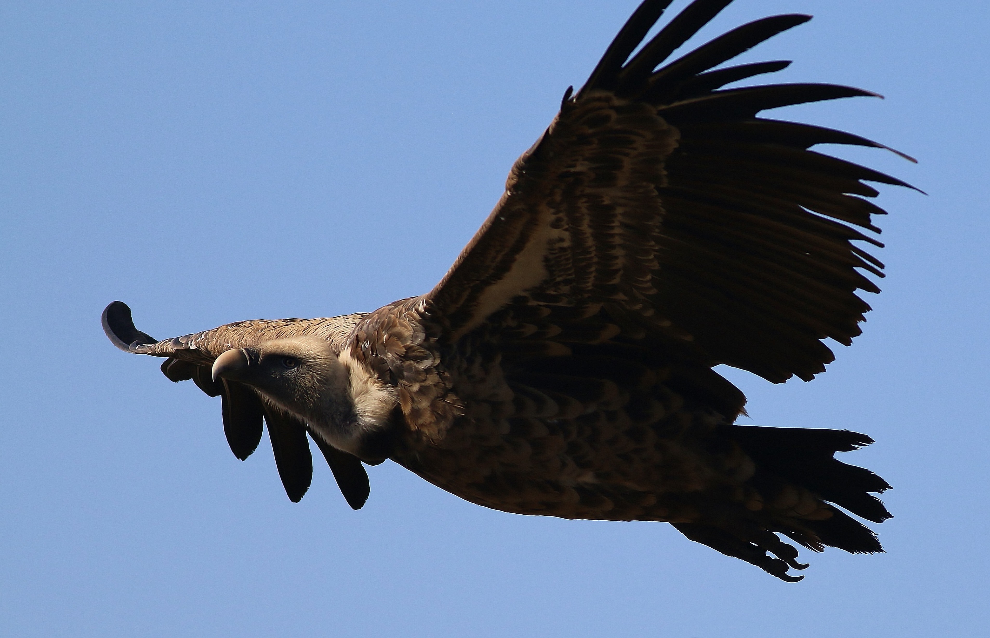 White-backed Vulture — Ana fotoğraf