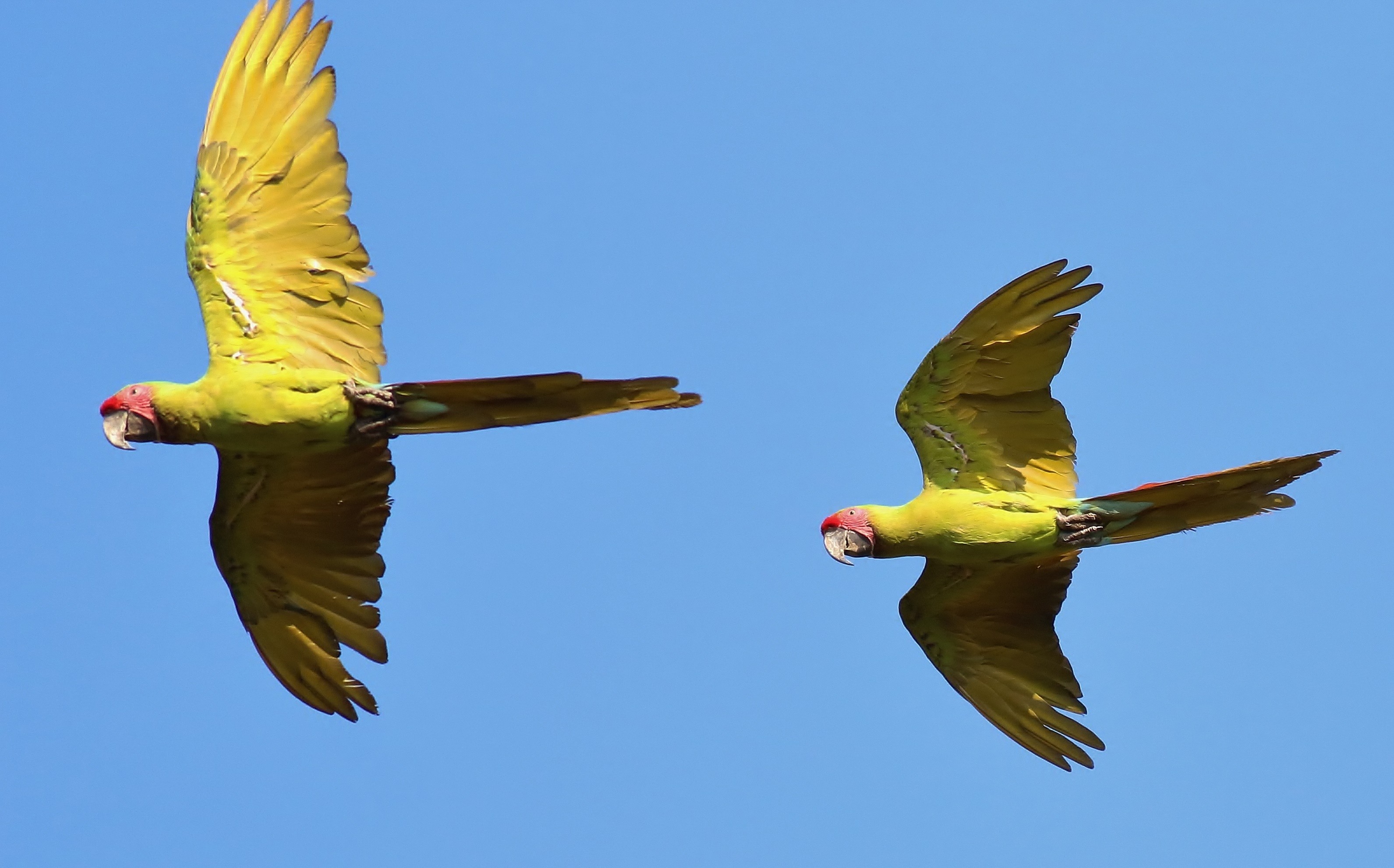 Great Green Macaw