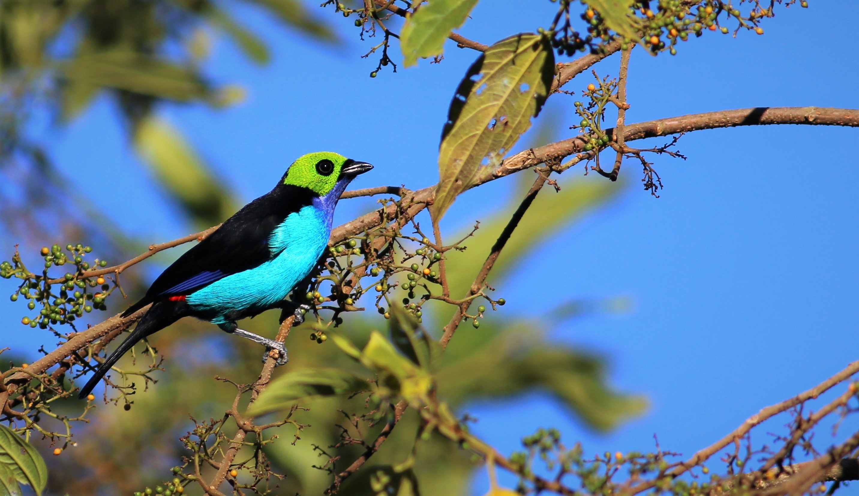 Paradise Tanager