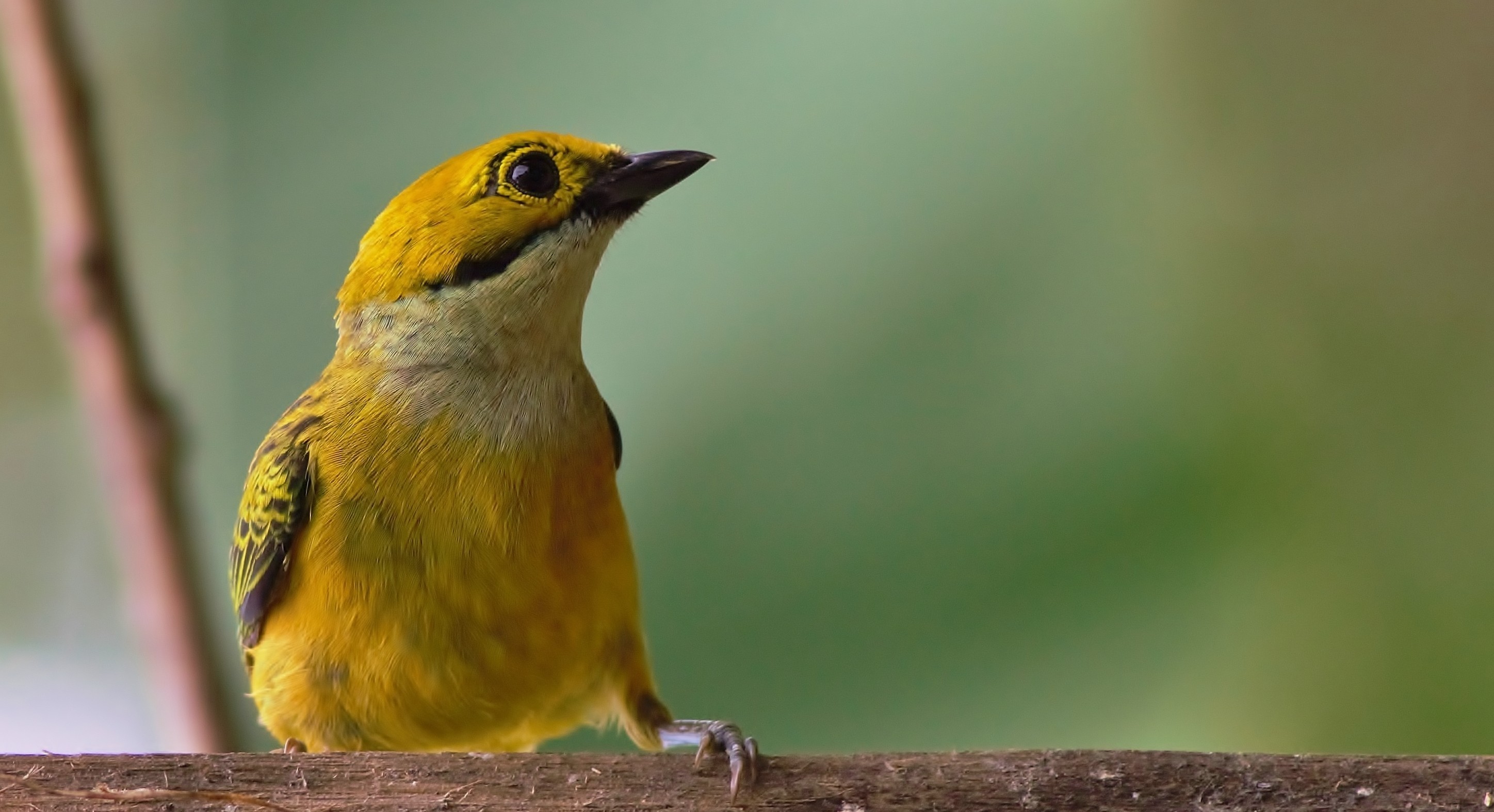 Silver-throated Tanager