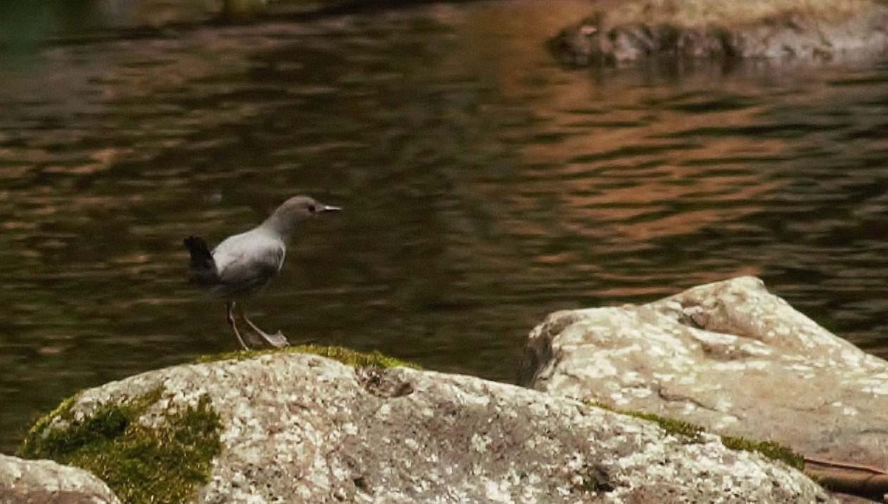 American Dipper