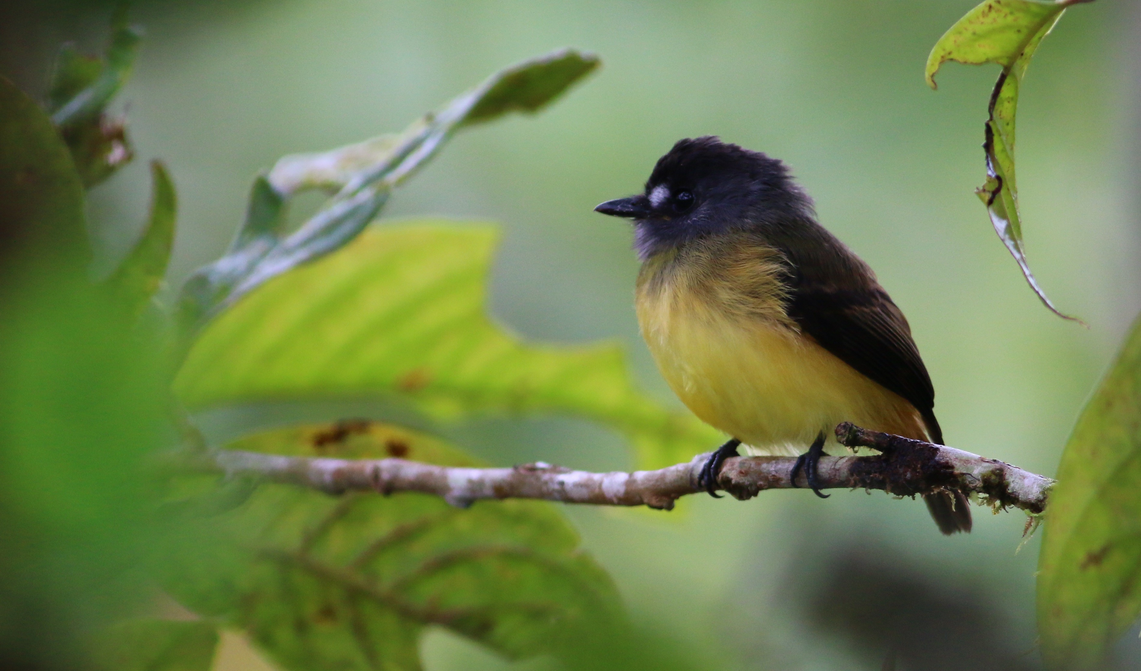 Ornate Flycatcher
