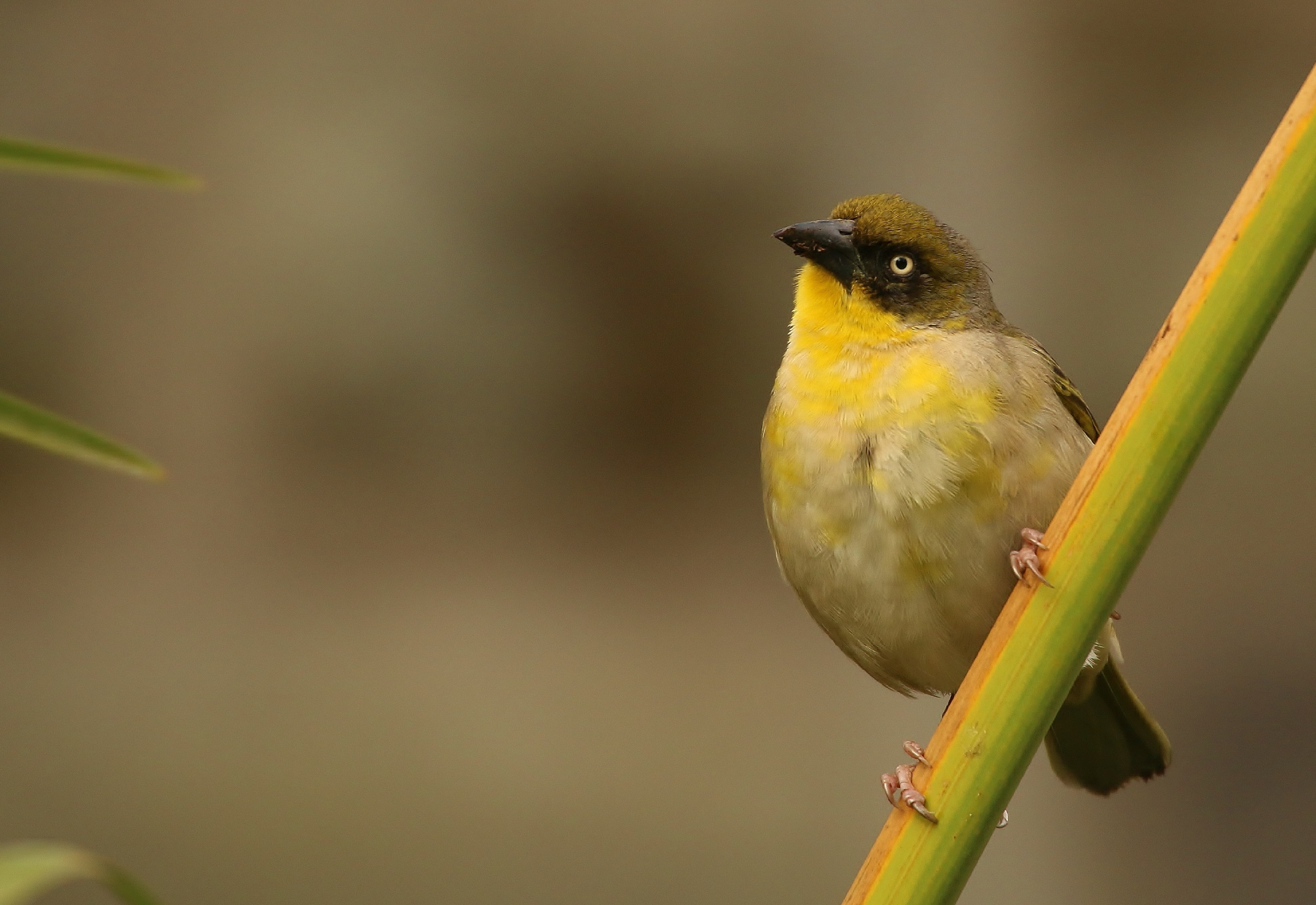 Spectacled Weaver — Ana fotoğraf