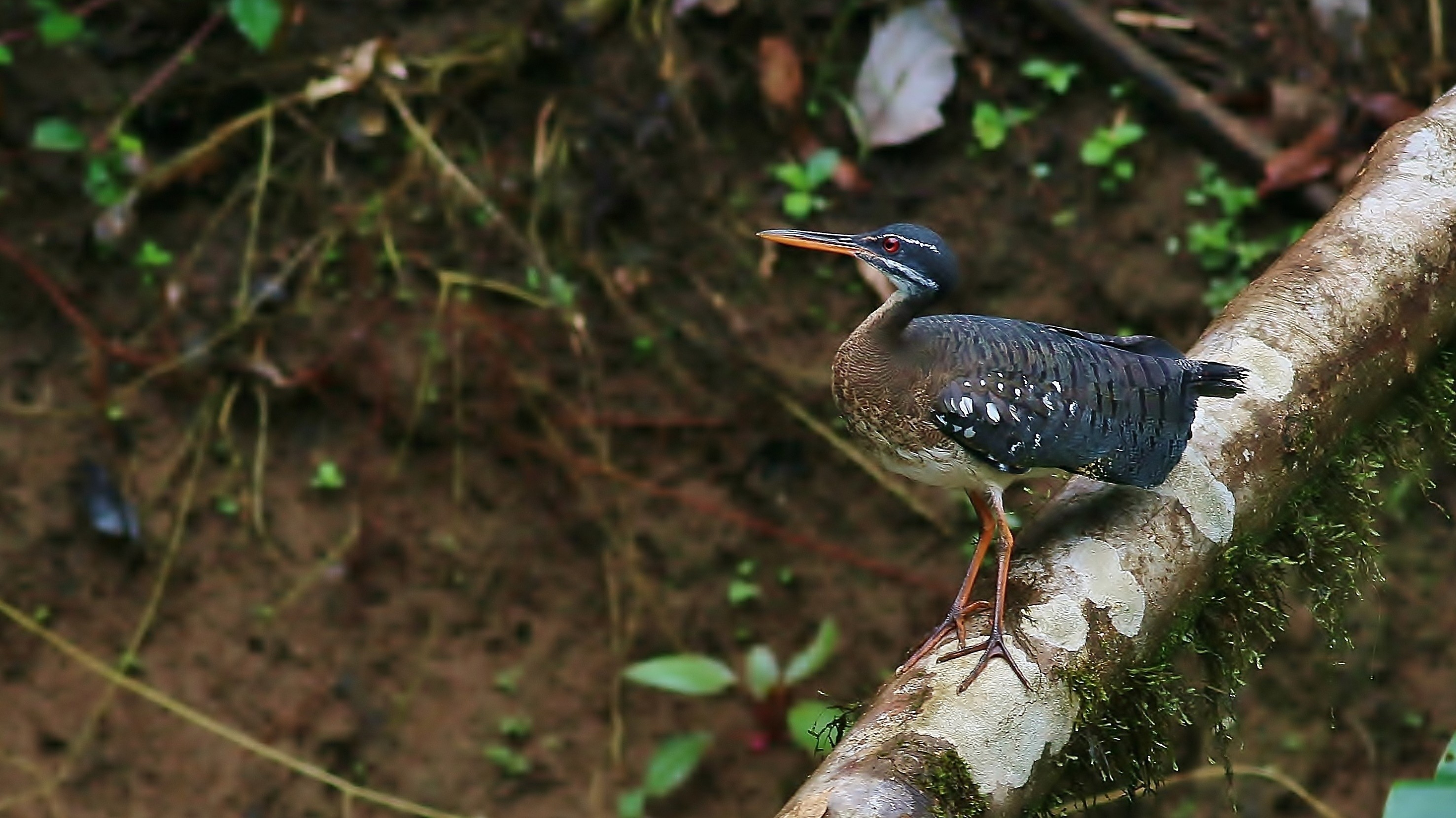 Sunbittern — Ana fotoğraf