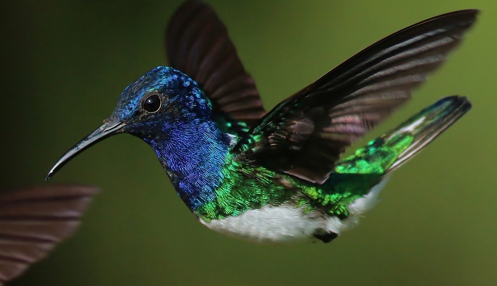 White-necked Jacobin