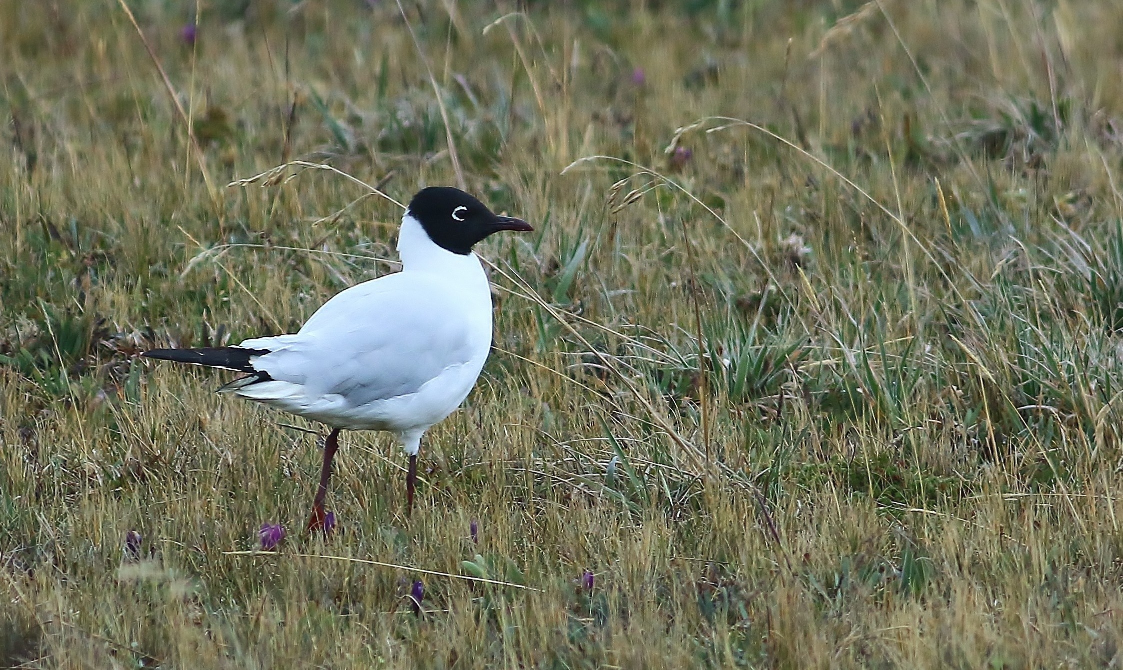 Andean Gull