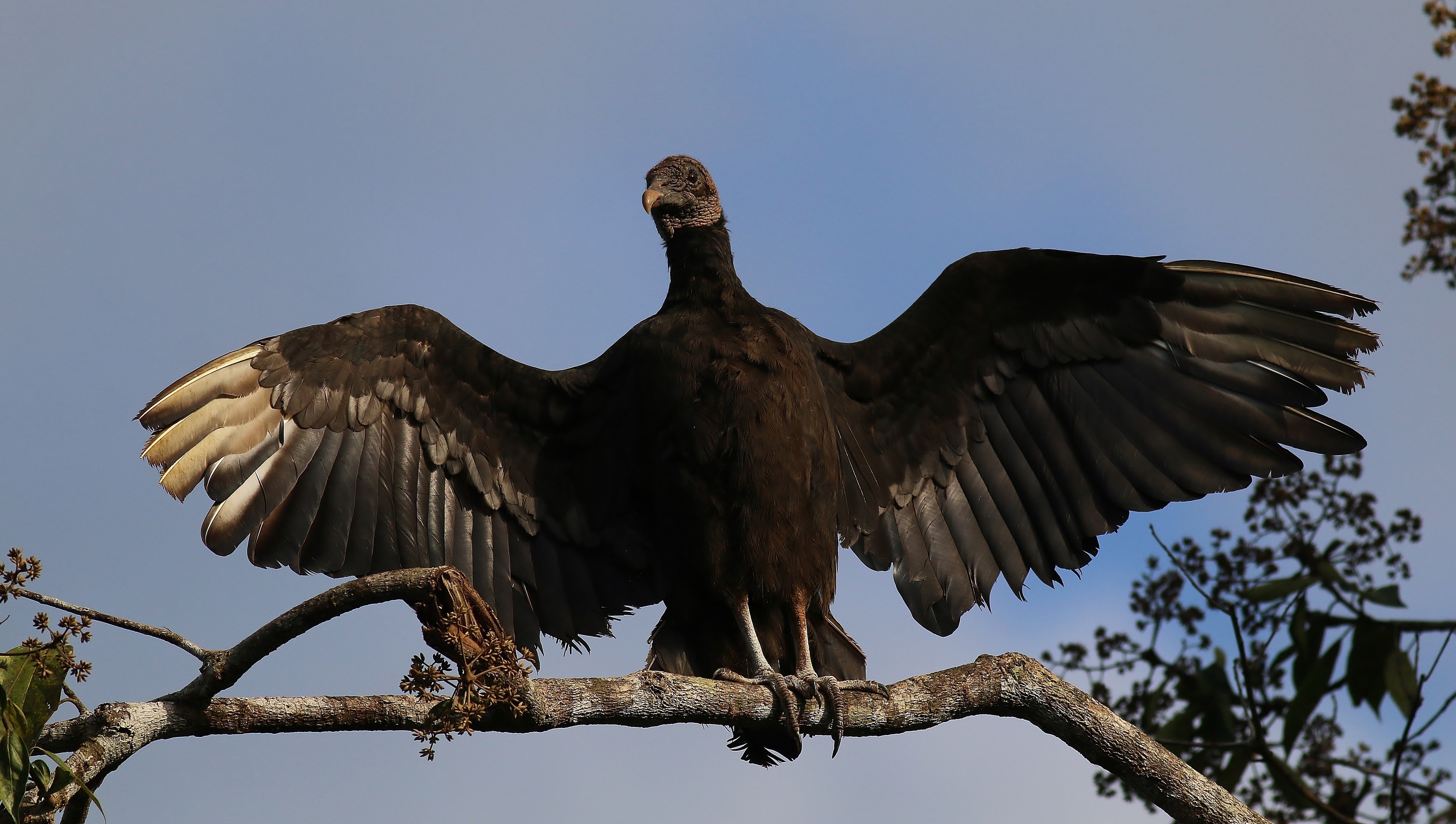 American Black Vulture