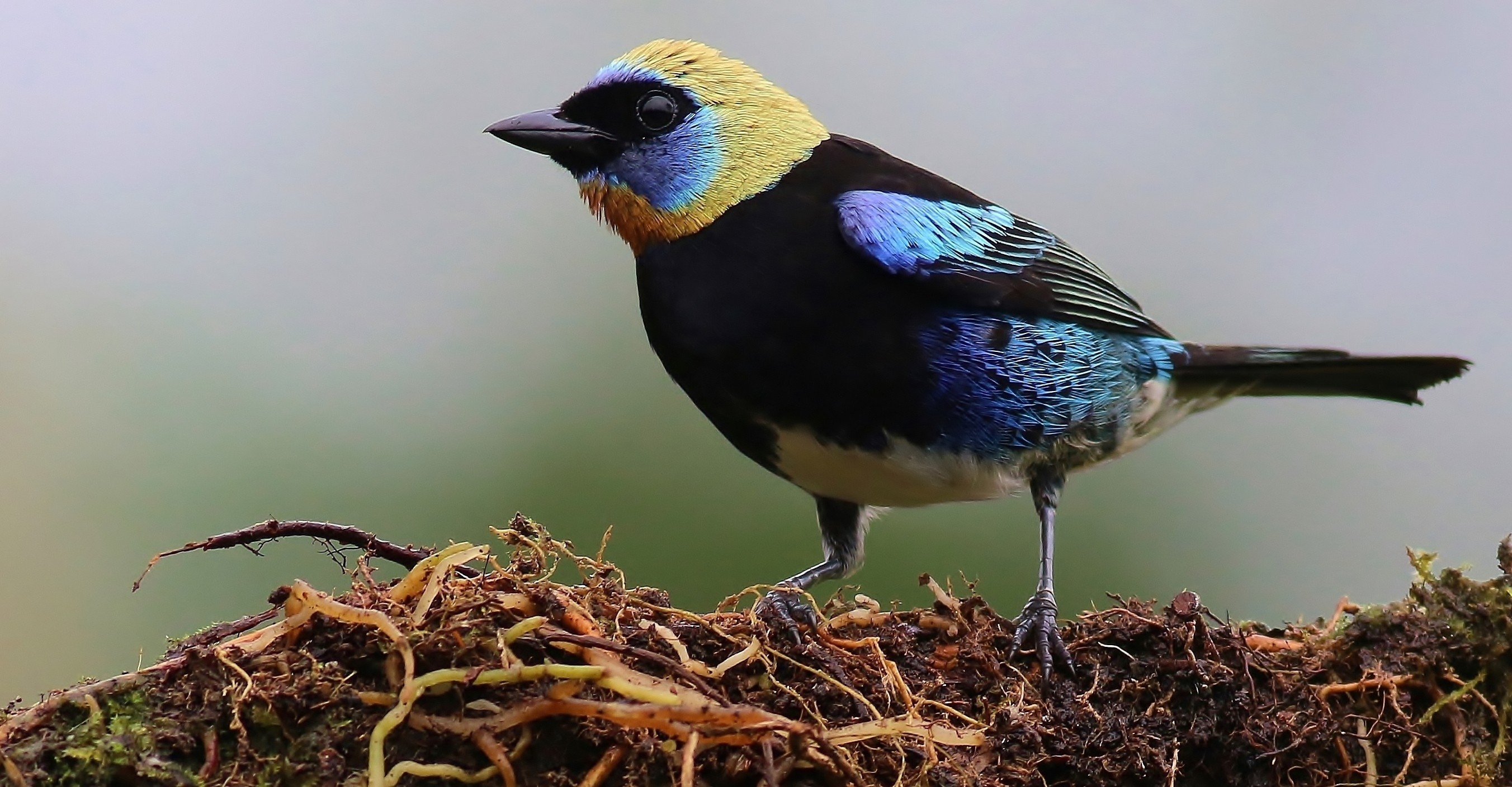 Golden-hooded Tanager — Ana fotoğraf