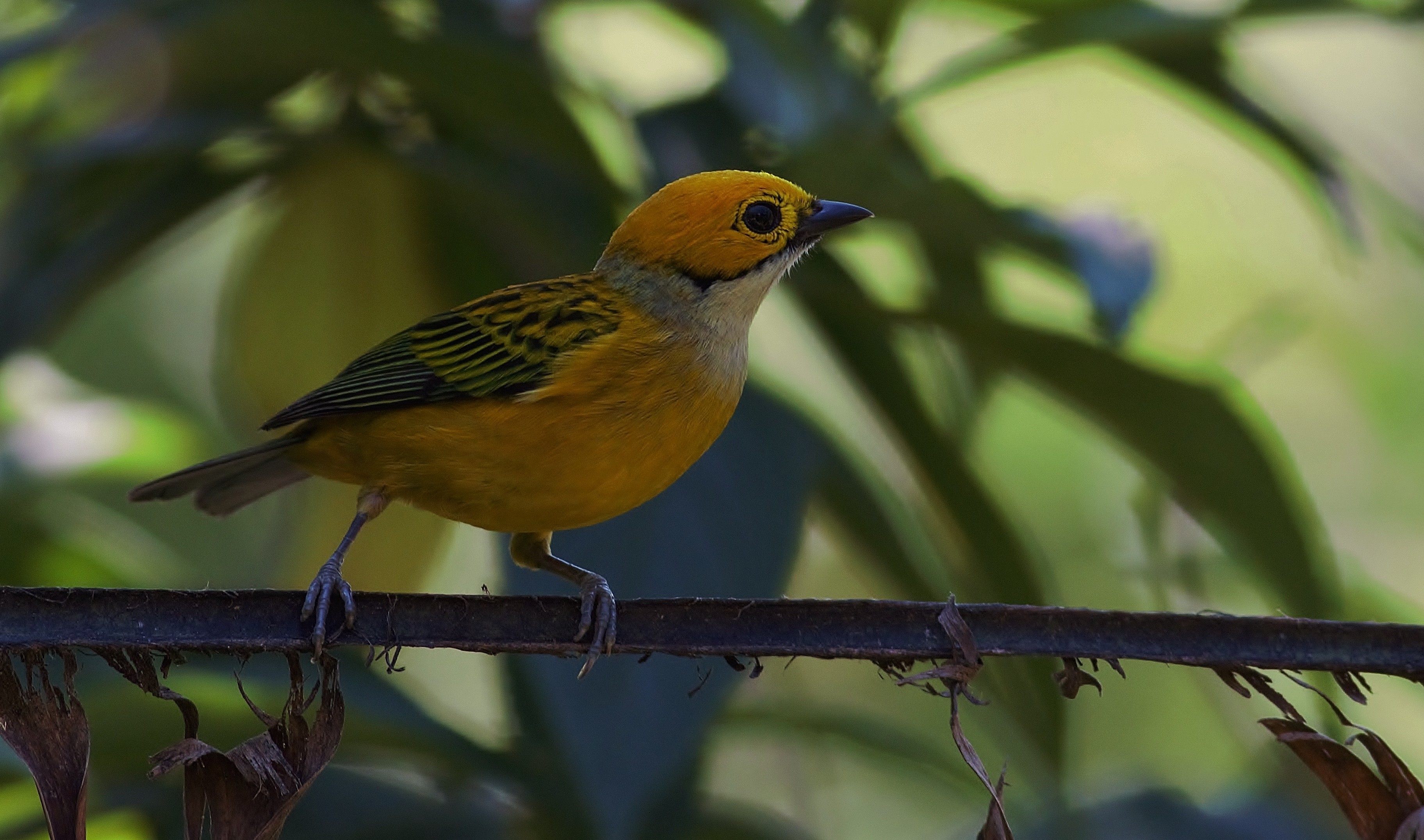 Silver-throated Tanager