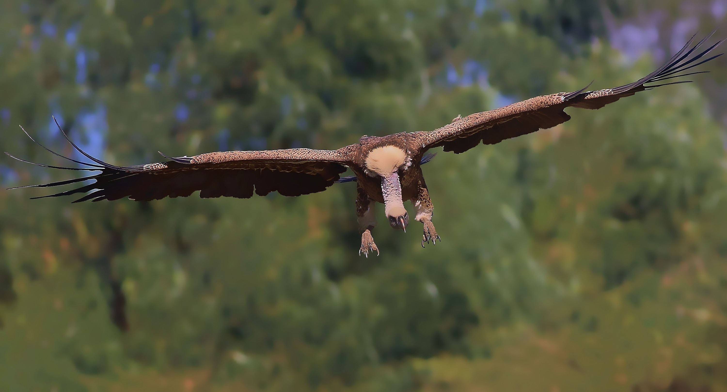 Rüppell's Vulture