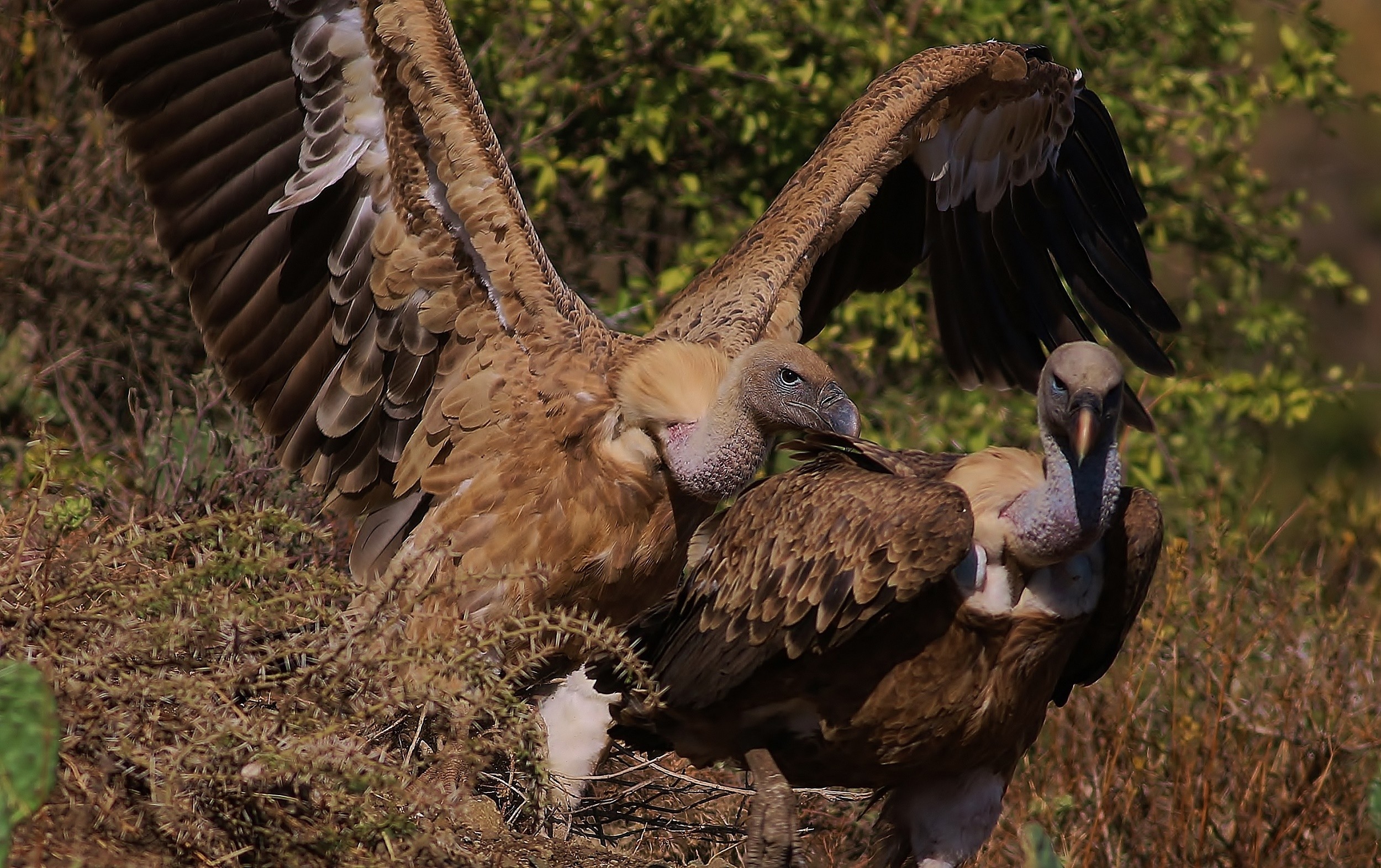 Rüppell's Vulture