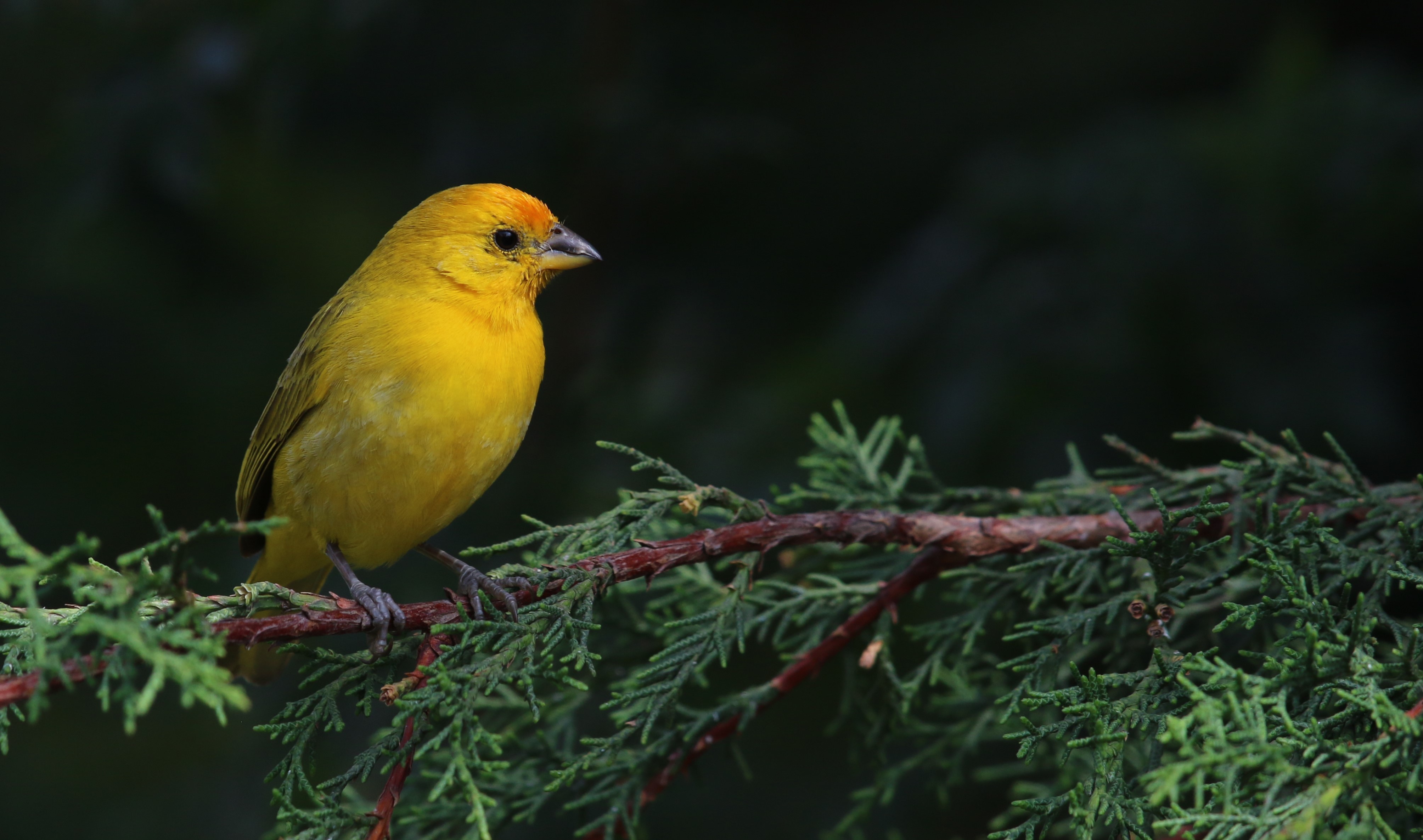 Saffron Finch — Ana fotoğraf
