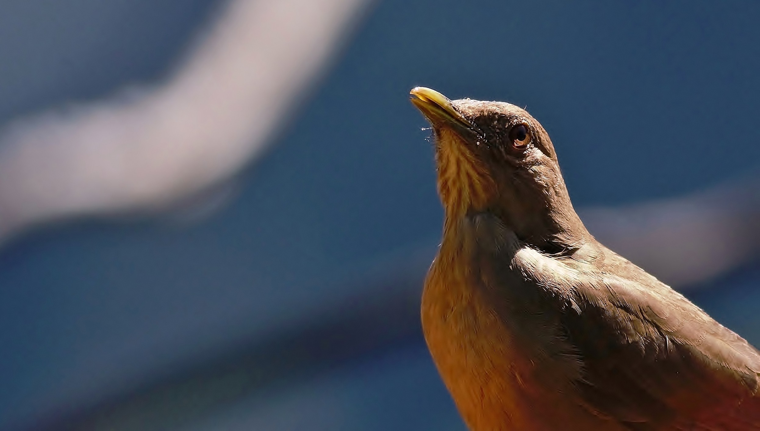 Clay-coloured Thrush