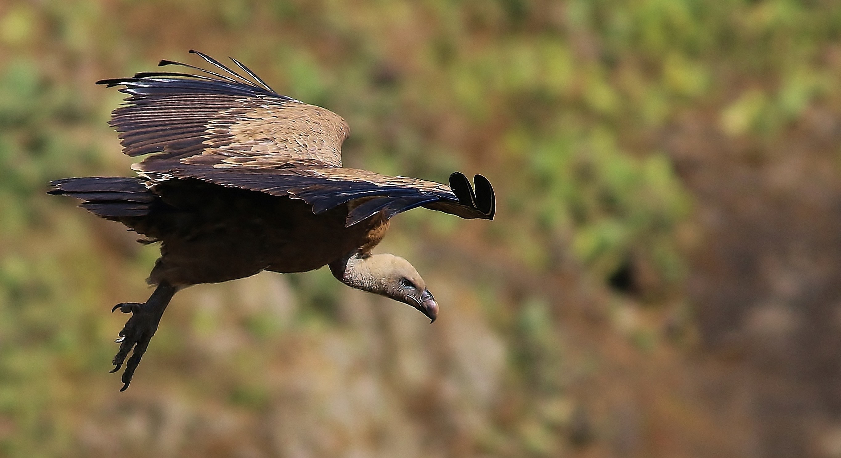 Rüppell's Vulture