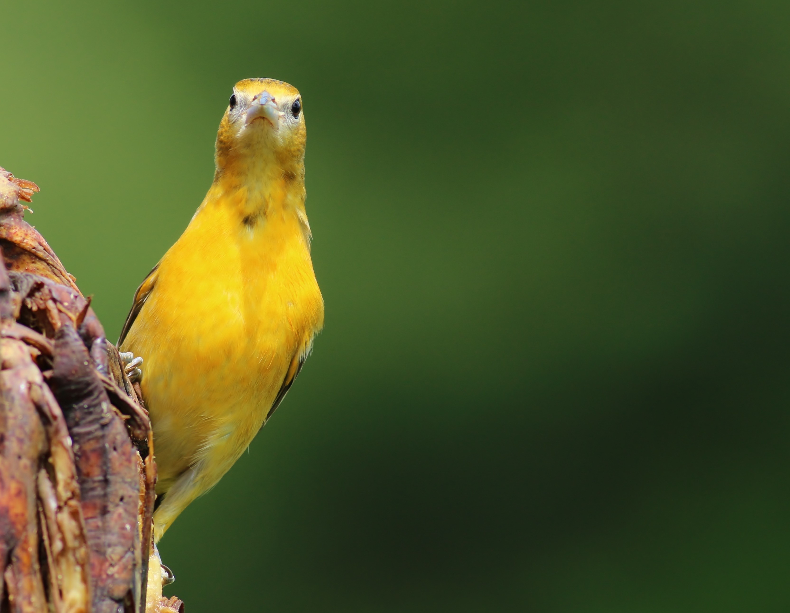 Baltimore Oriole