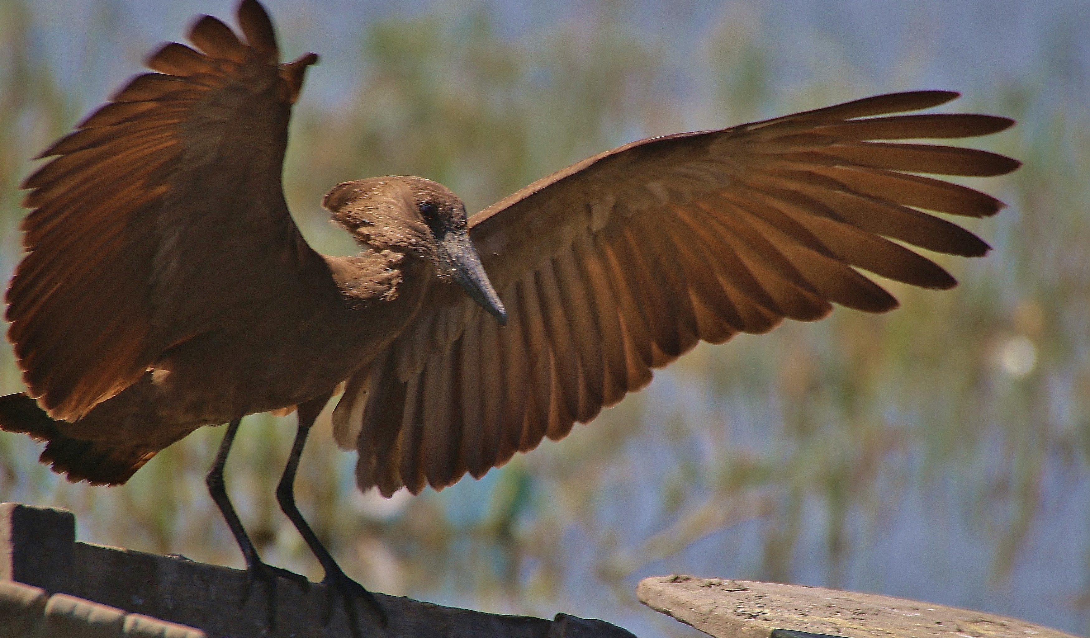 Hamerkop