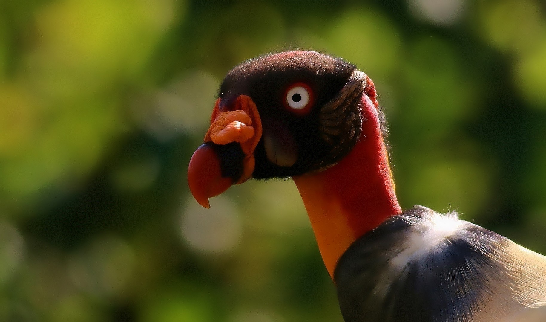 King Vulture — Ana fotoğraf