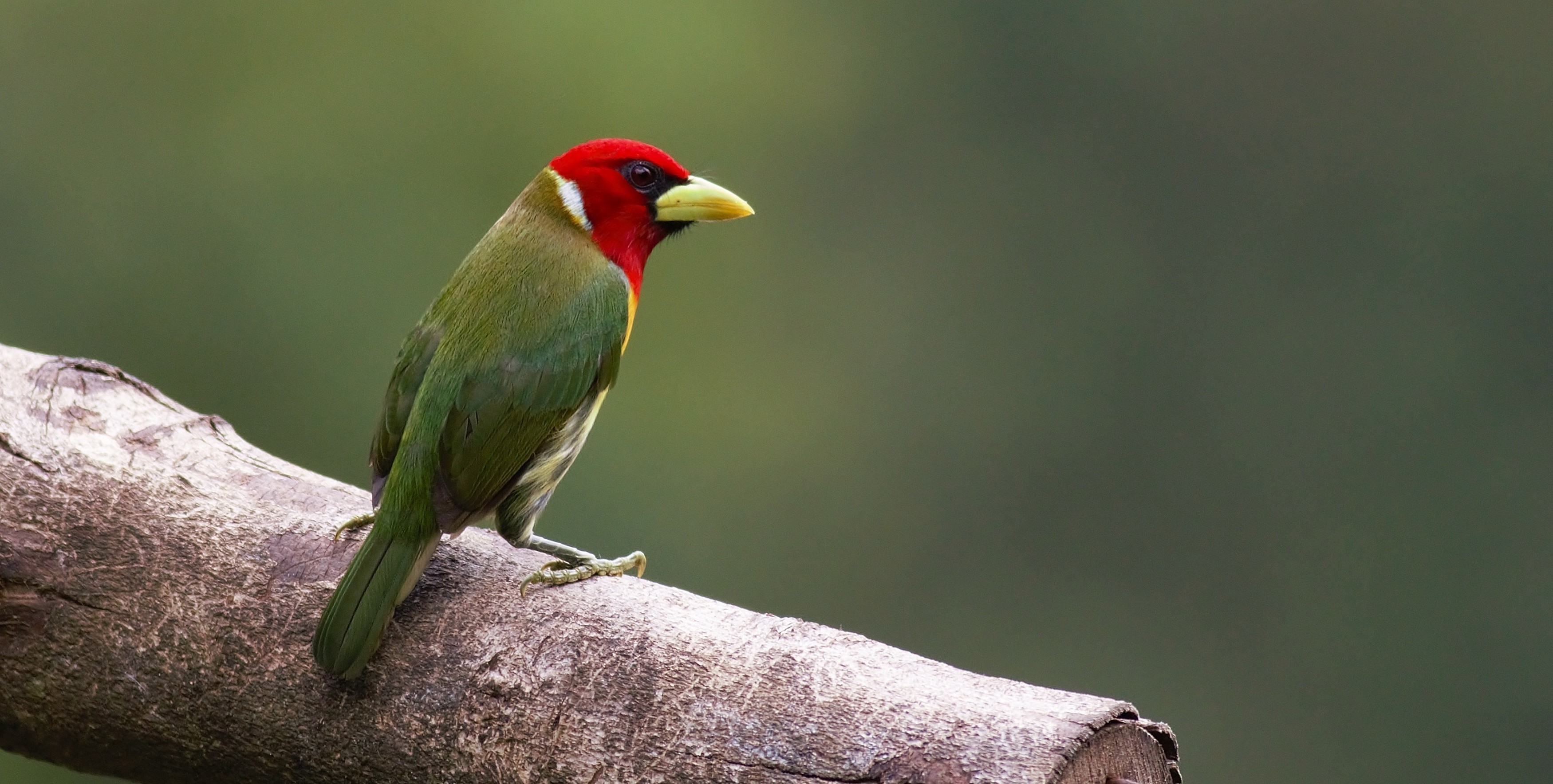 Red-headed Barbet