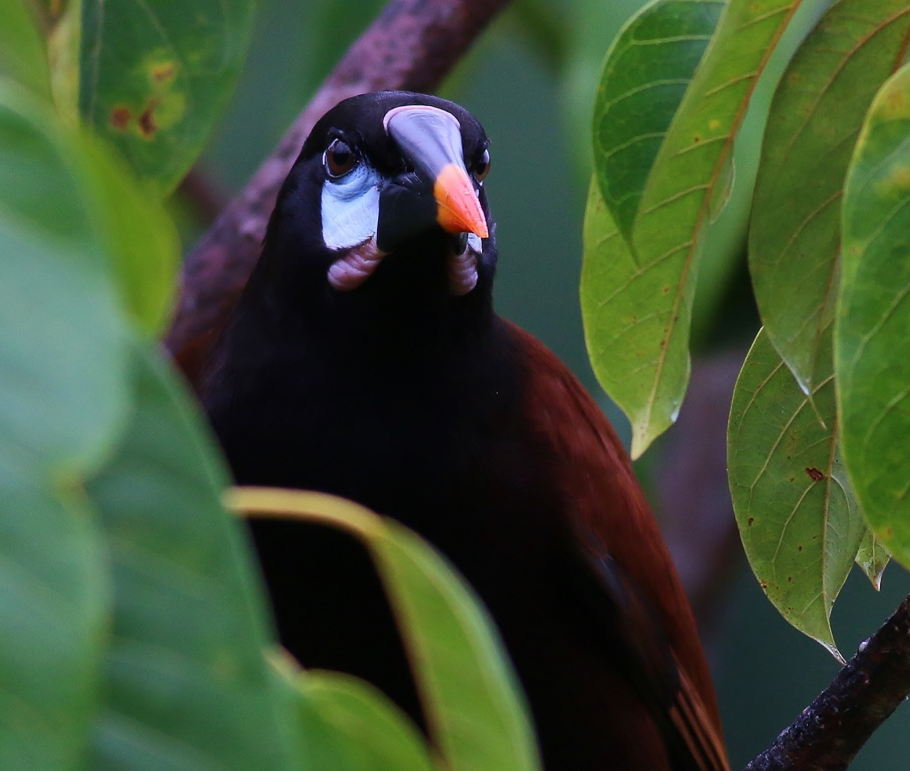 Montezuma Oropendola