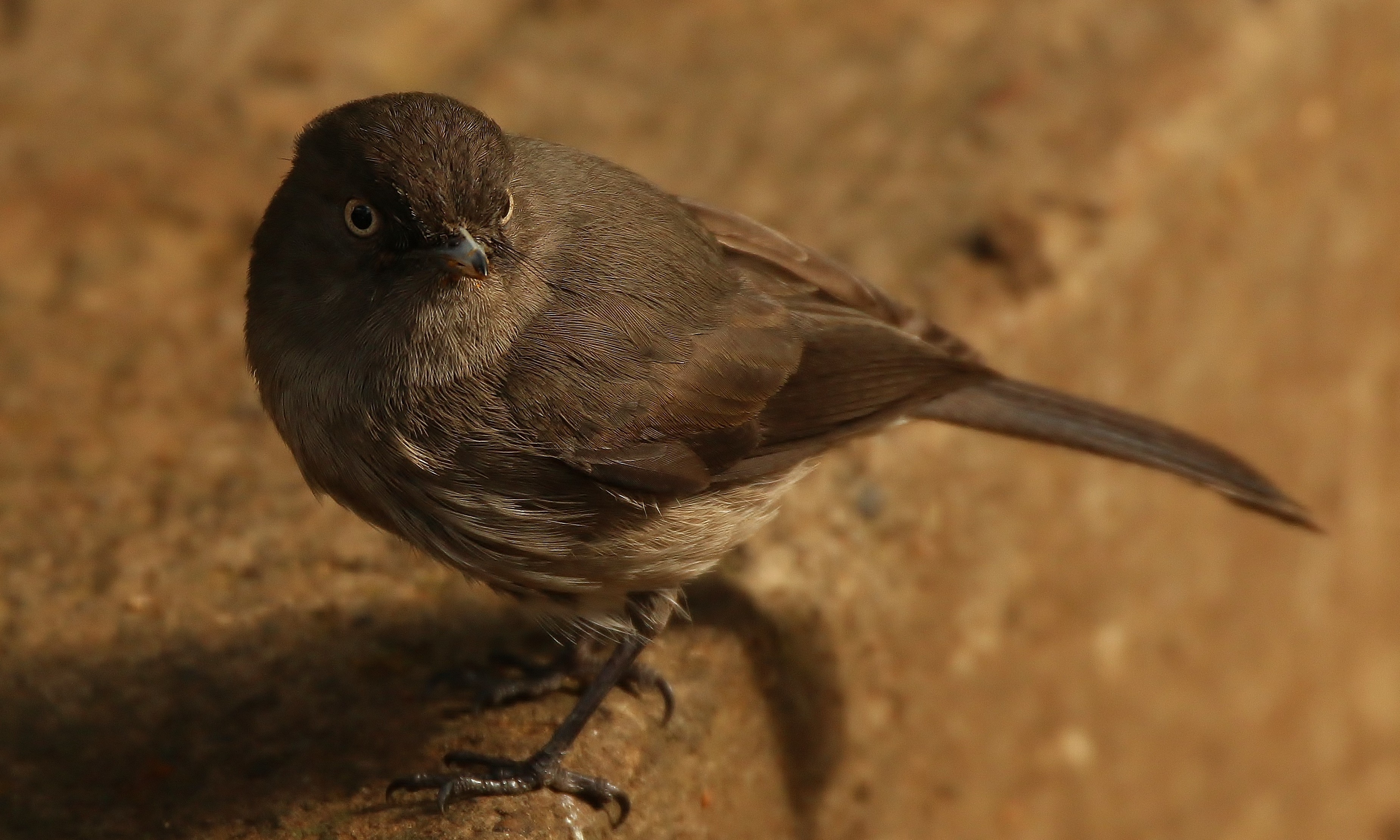 Abyssinian Slaty-flycatcher — Ana fotoğraf